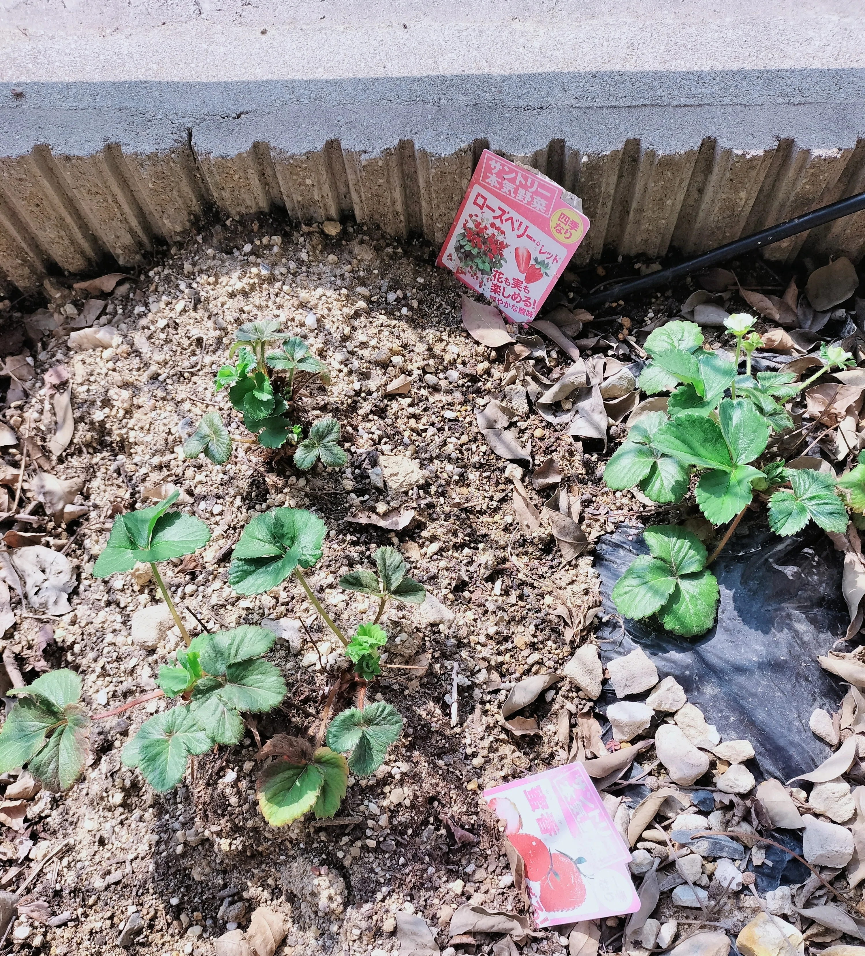 極小🤏🏻家庭菜園】去年から放置して枯れかけた「いちご苗」🍓一縷の