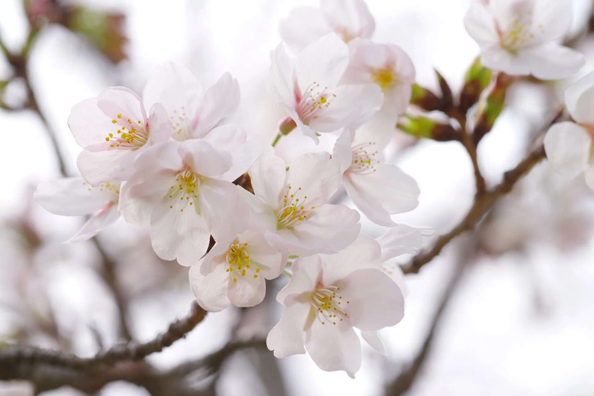 桜らら (J limited 01 / HD PENTAX-D FA Macro 100mmF2.8)｜夢望庵