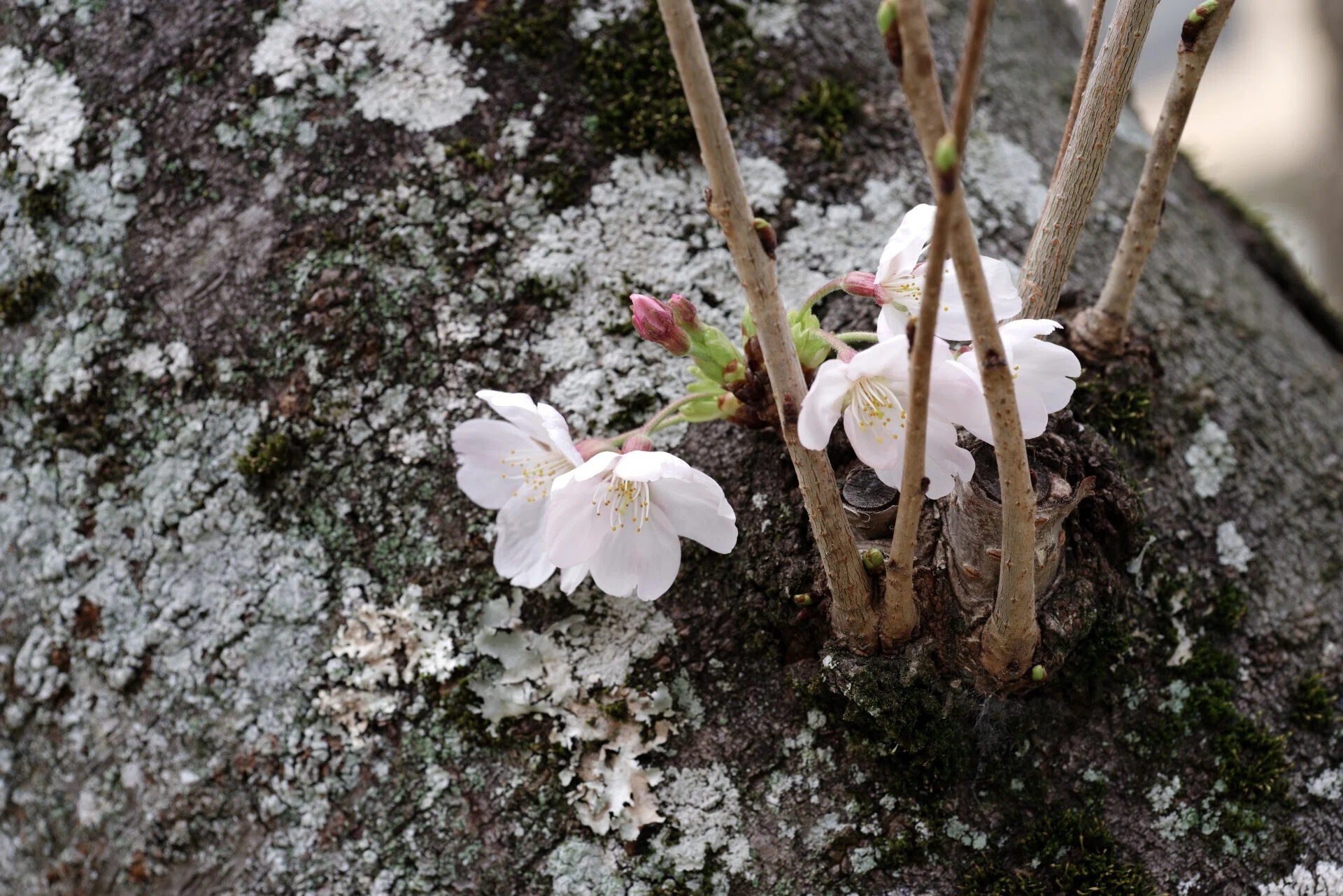 桜らら (J limited 01 / HD PENTAX-D FA Macro 100mmF2.8)｜夢望庵