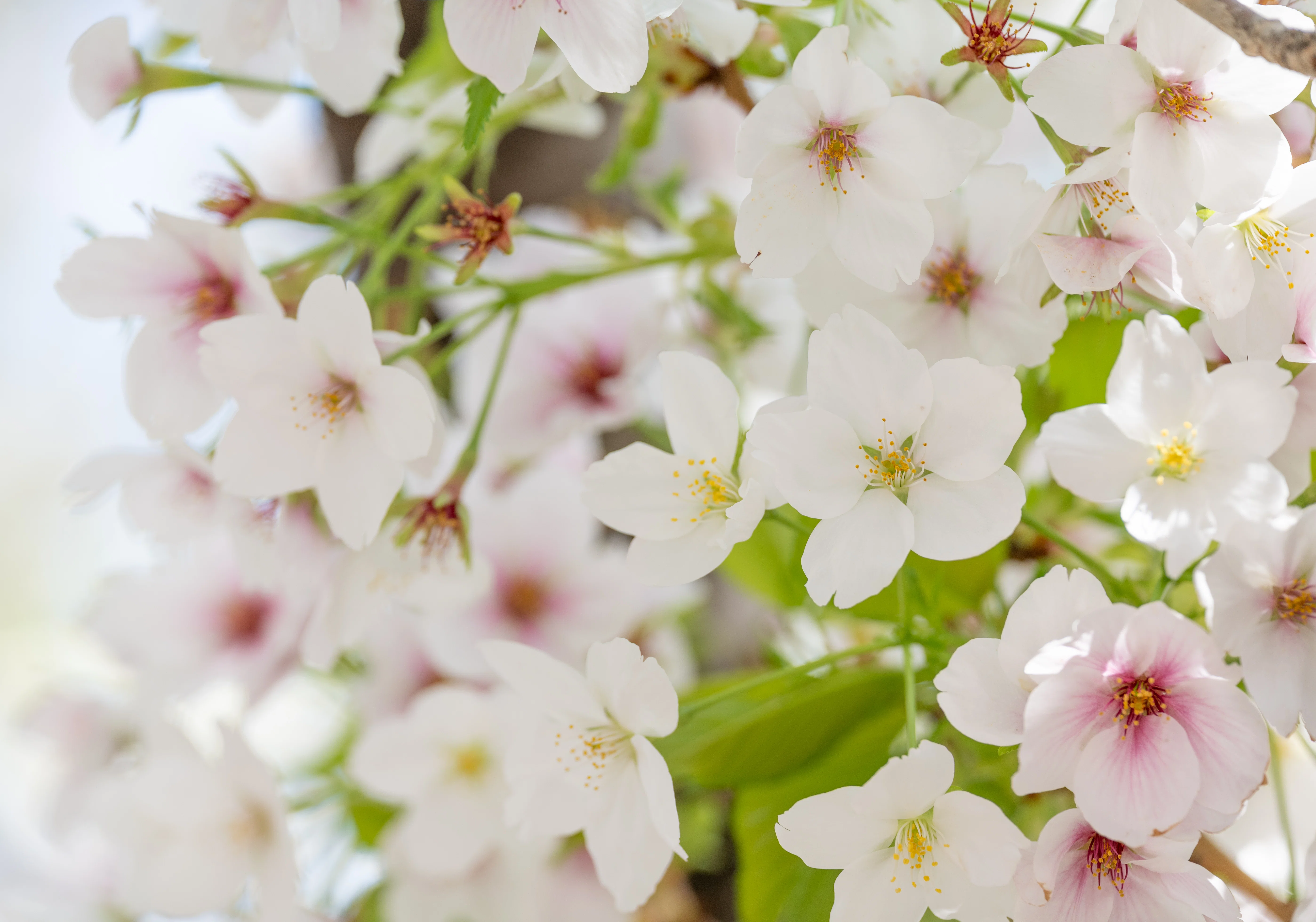 桜（東京）：Z 100-400mm f/4.5-5.6 VR S｜@infinity.909
