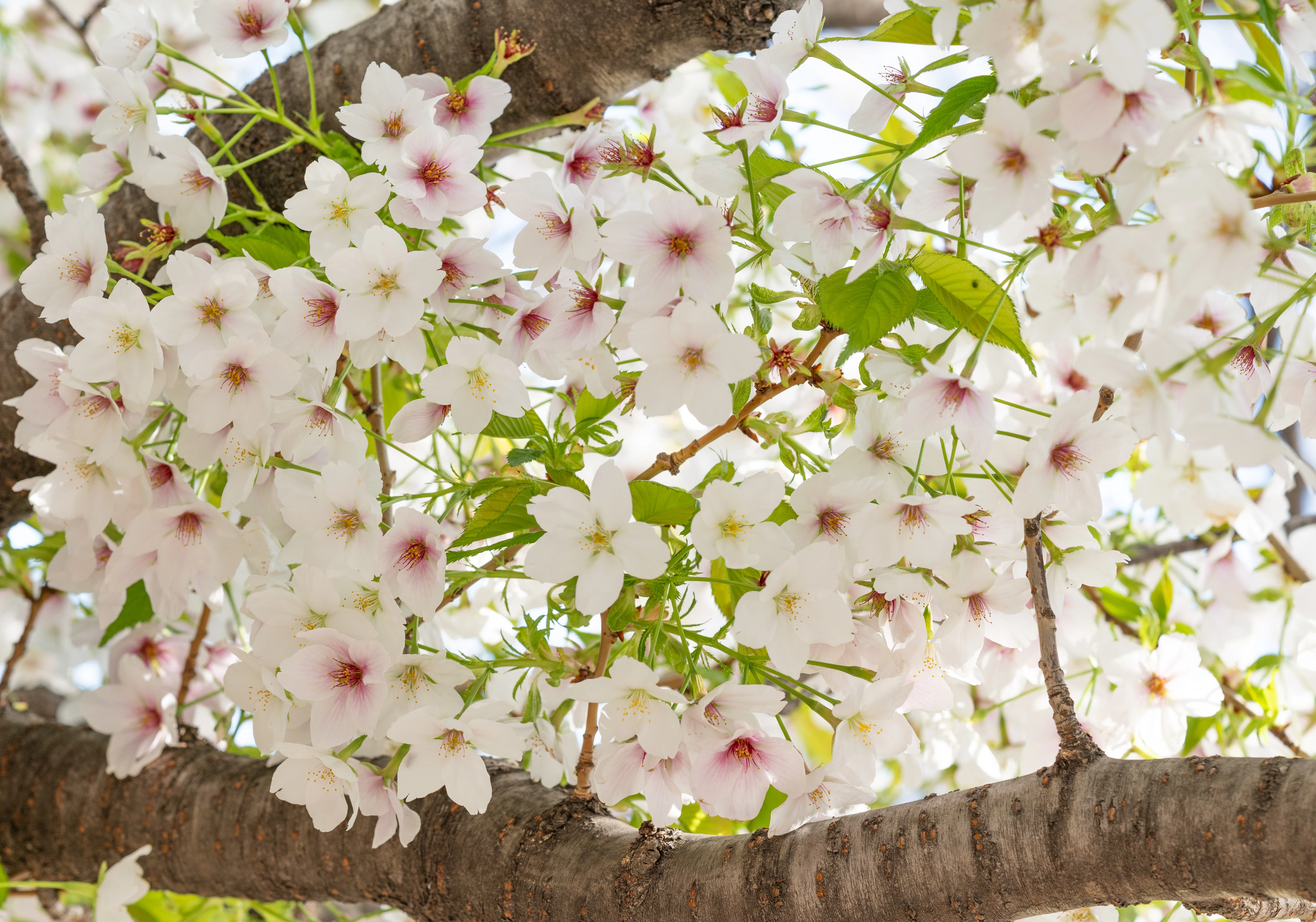 桜（東京）：Z 100-400mm f/4.5-5.6 VR S｜@infinity.909