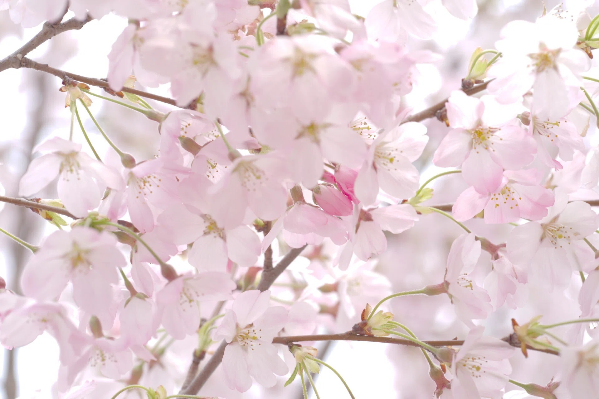 桜らら (J limited 01 / HD PENTAX-D FA Macro 100mmF2.8)｜夢望庵