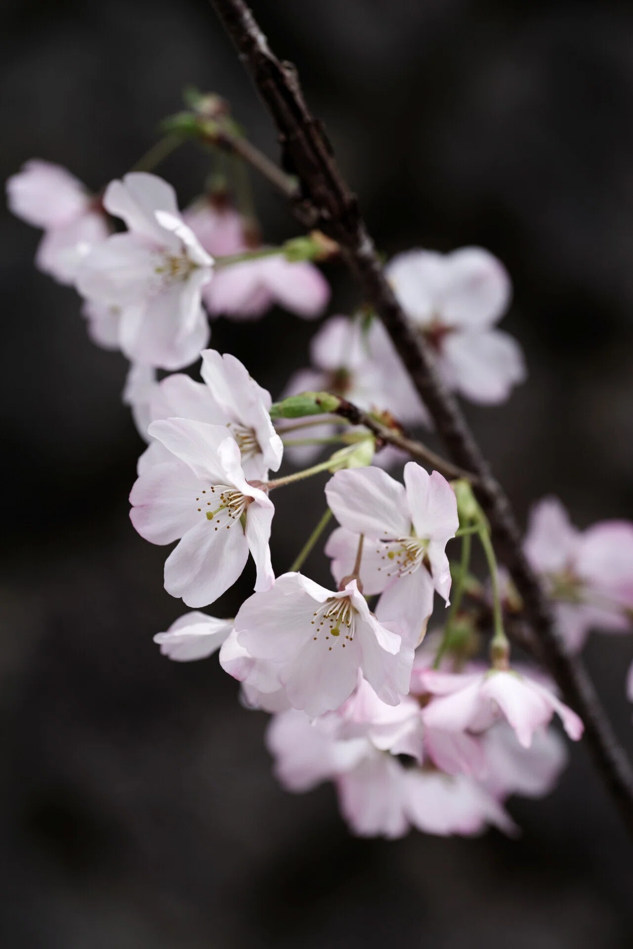 桜らら (J limited 01 / HD PENTAX-D FA Macro 100mmF2.8)｜夢望庵