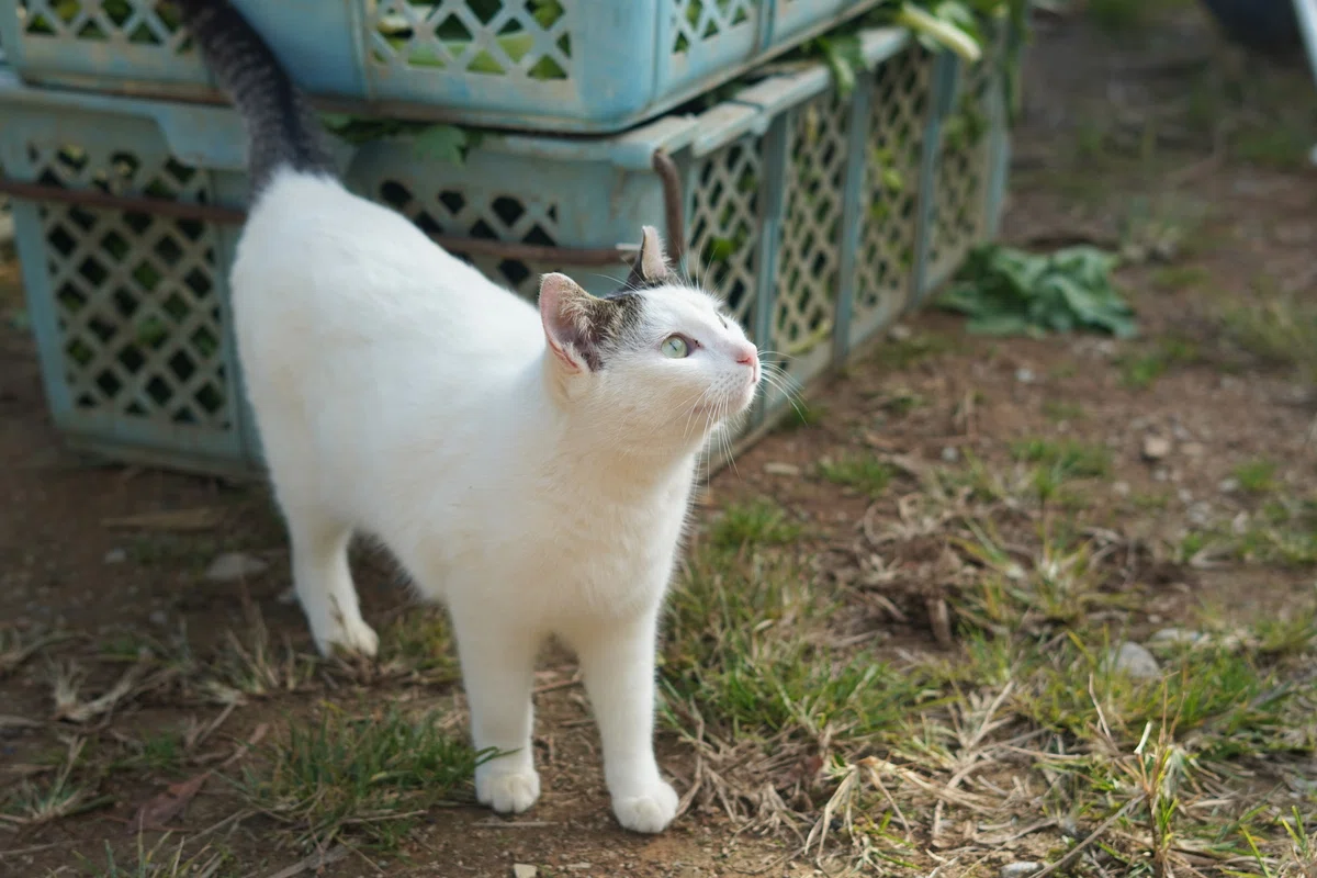 やんばるの農家で猫と一緒にはたらく1日｜おさつ