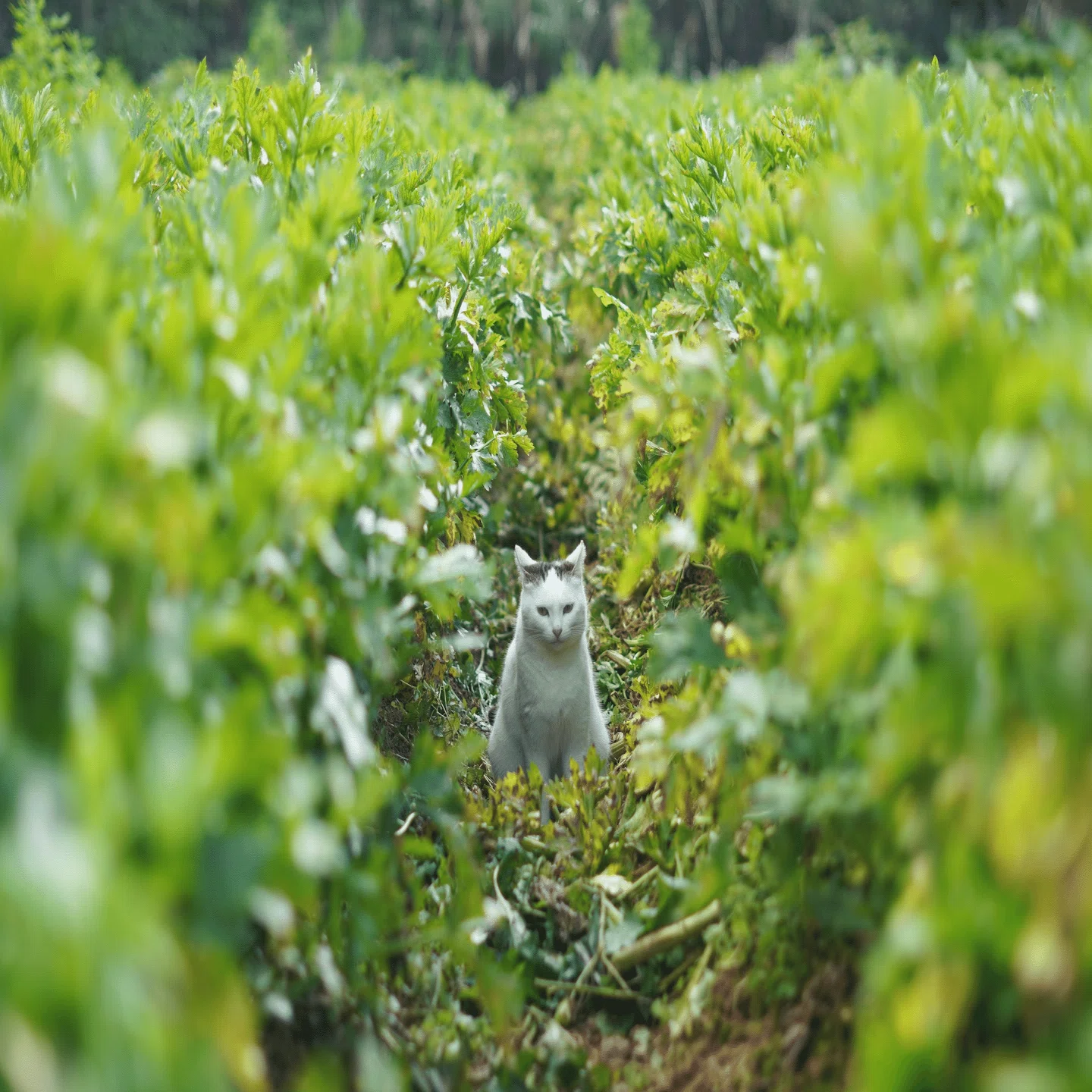 やんばるの農家で猫と一緒にはたらく1日｜おさつ