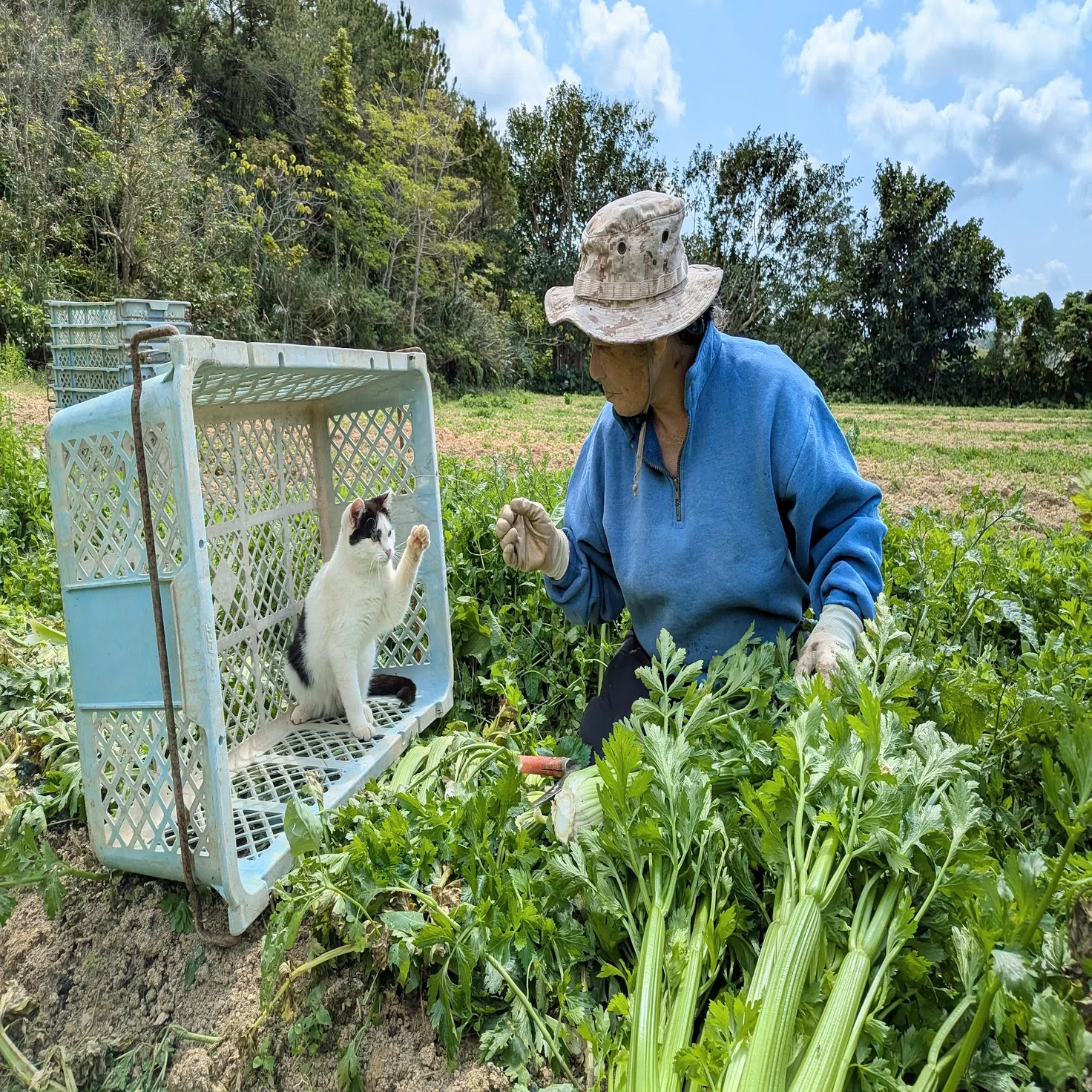 やんばるの農家で猫と一緒にはたらく1日｜おさつ
