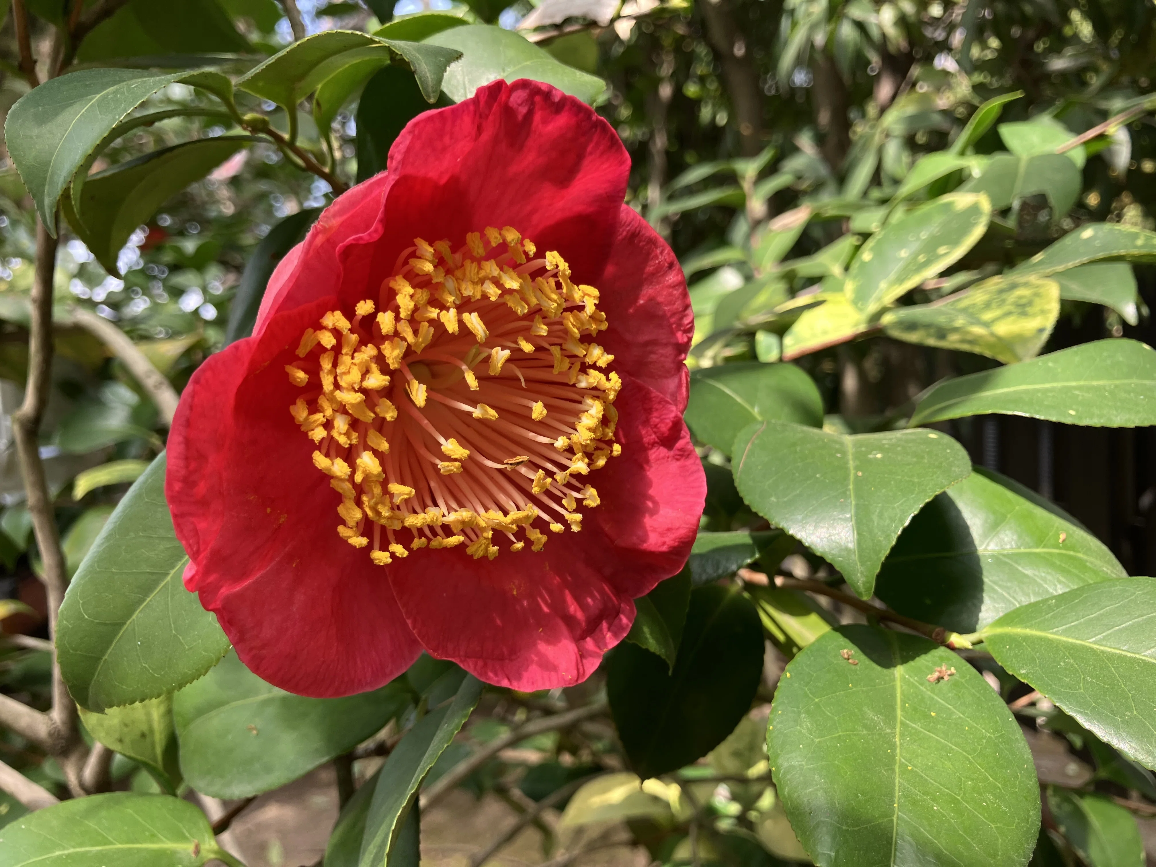 肥後つばき｜Desert Rose
