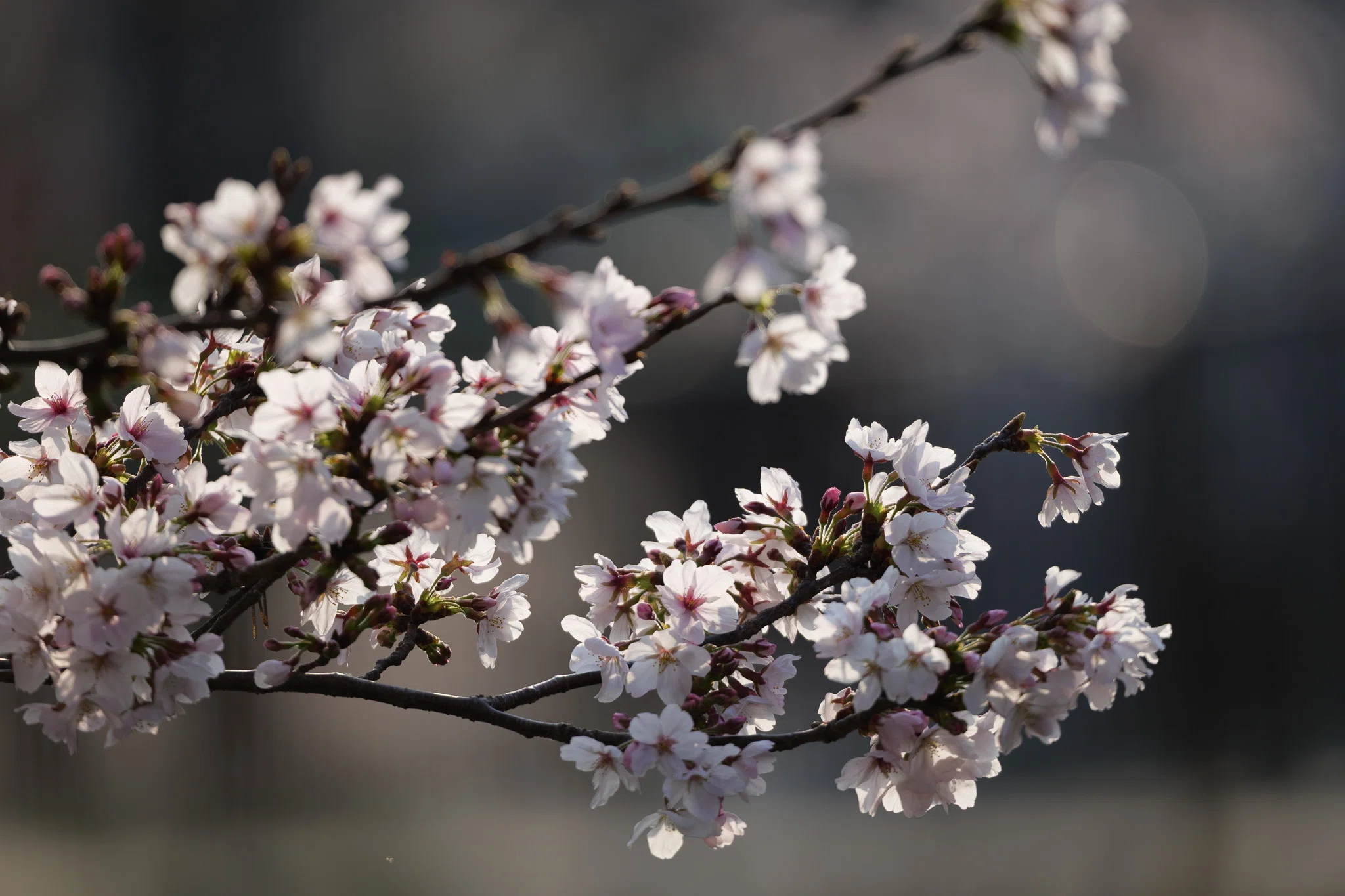 桜 定点観測 2026｜セバス（Sebastian Photography）