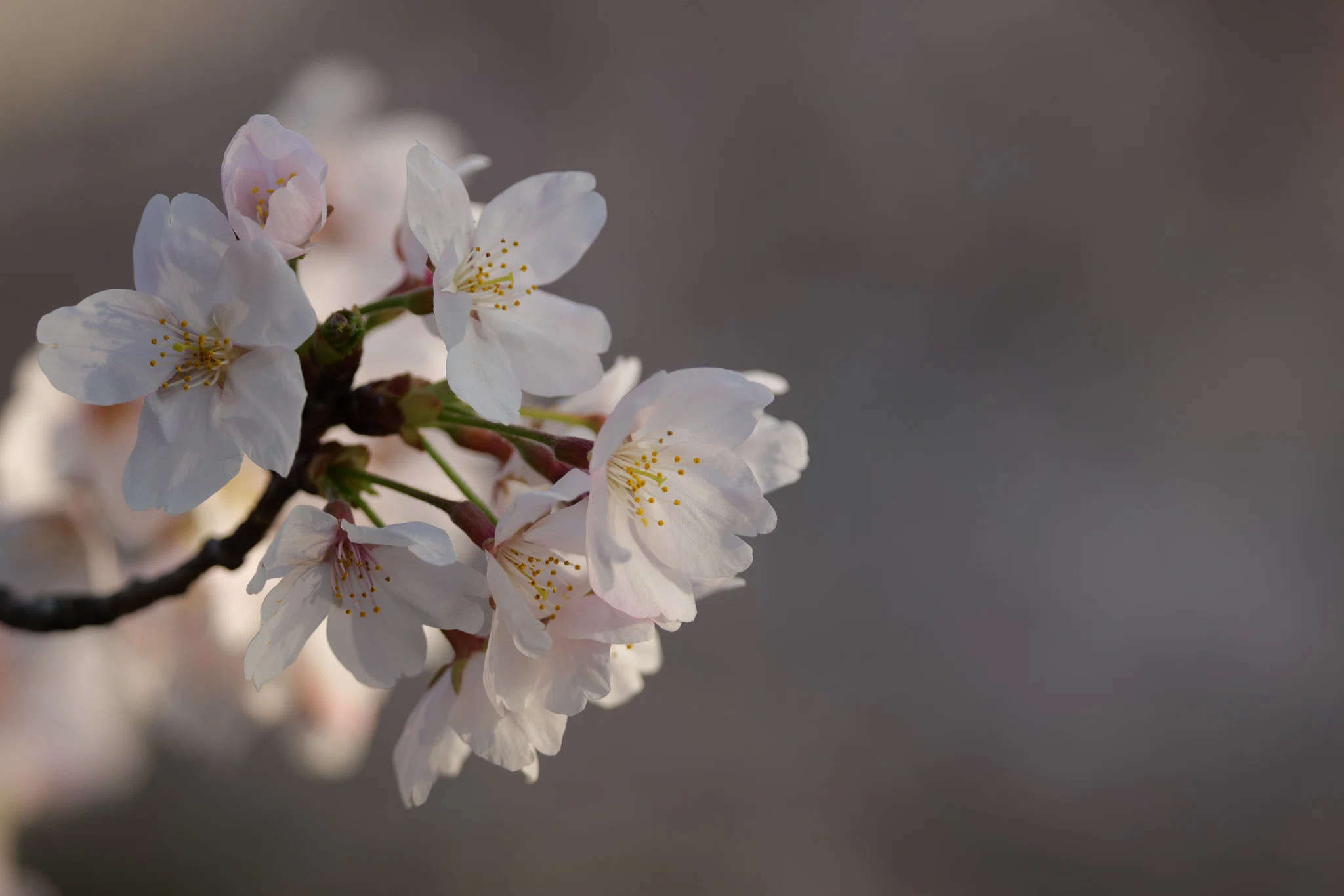 桜 定点観測 2026｜セバス（Sebastian Photography）