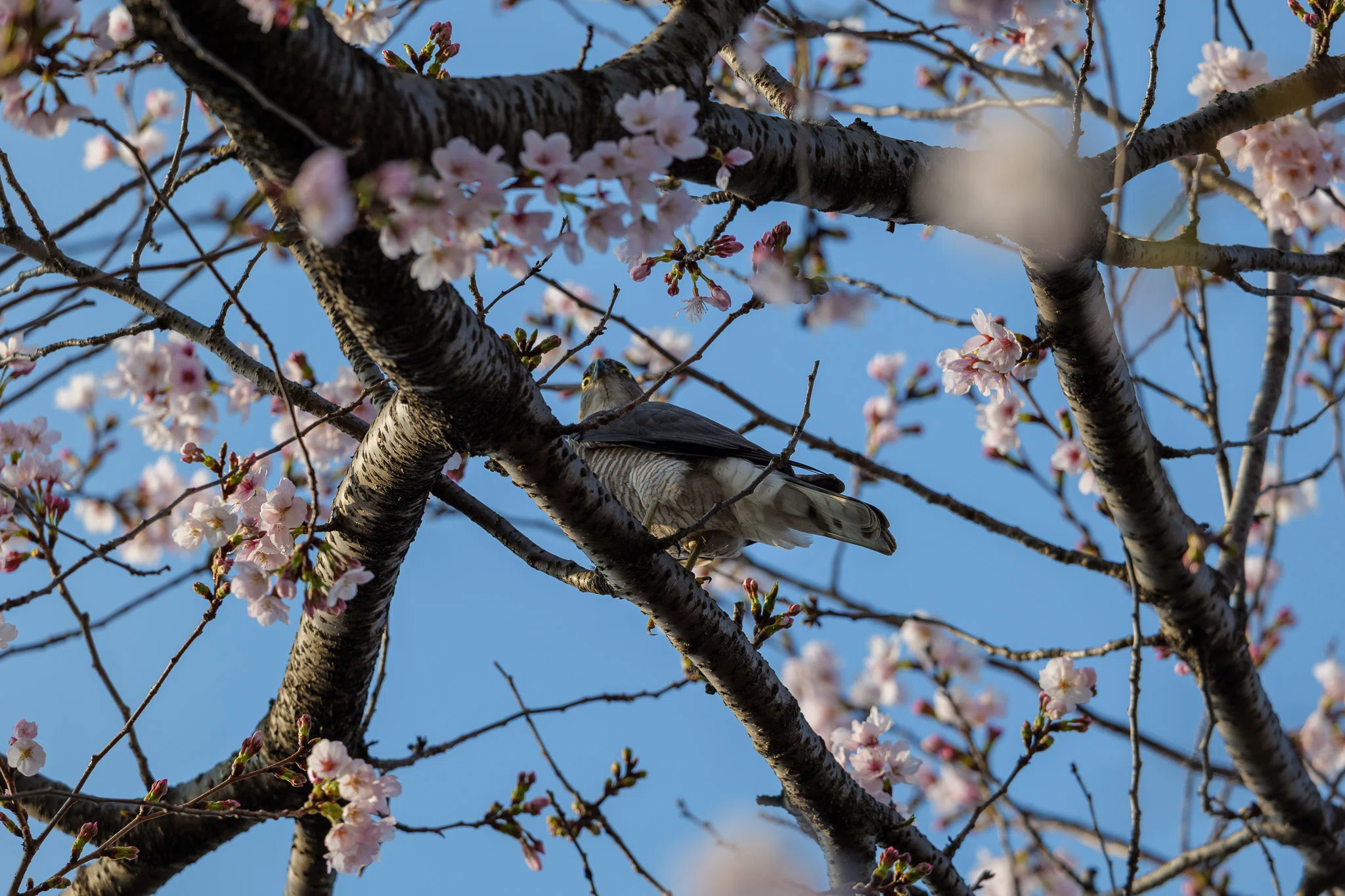 桜 定点観測 2026｜セバス（Sebastian Photography）