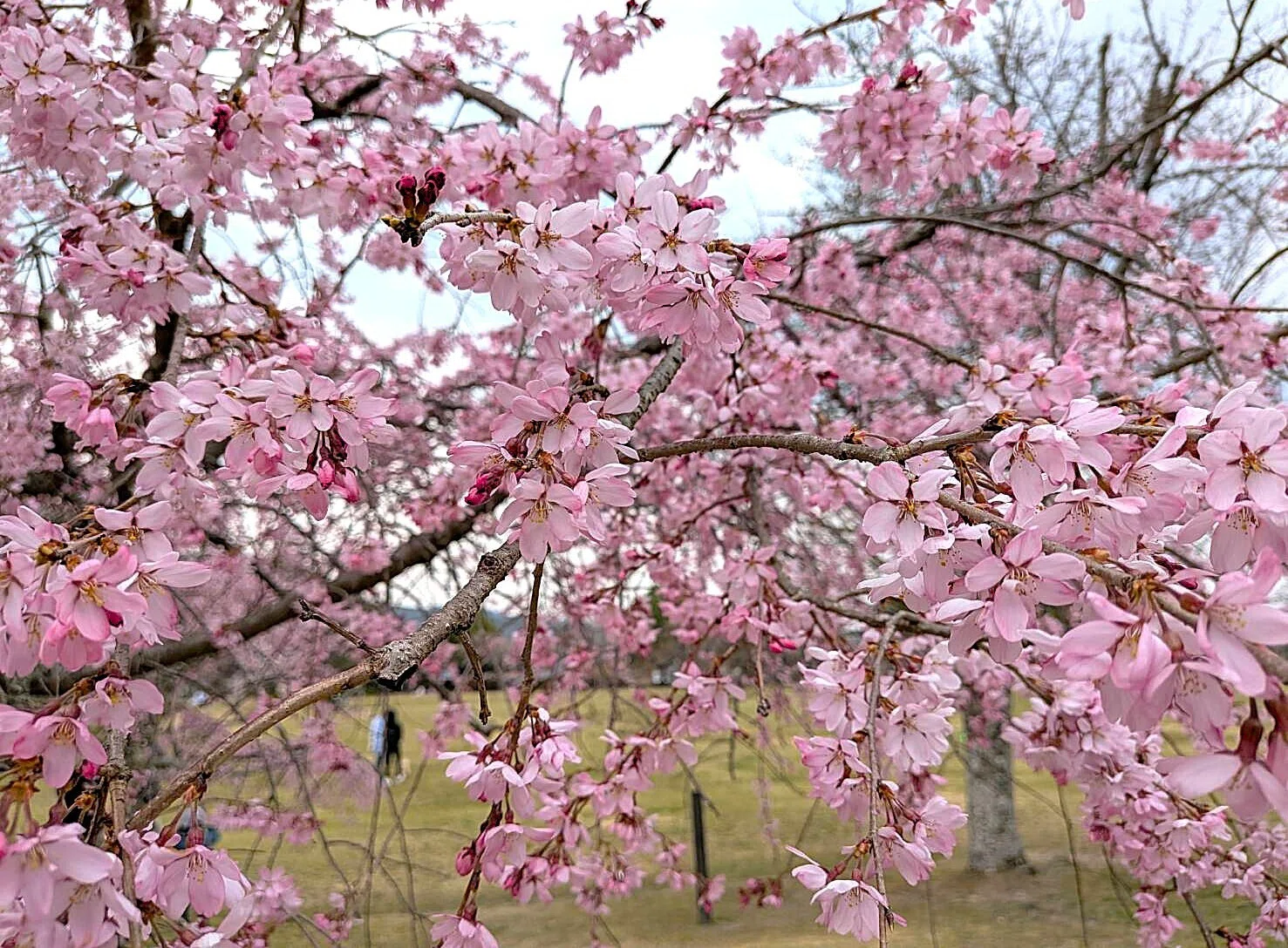 🌸【2026 お花見】《桜 三分咲き》～すぐ近くにある 「三重 お花見