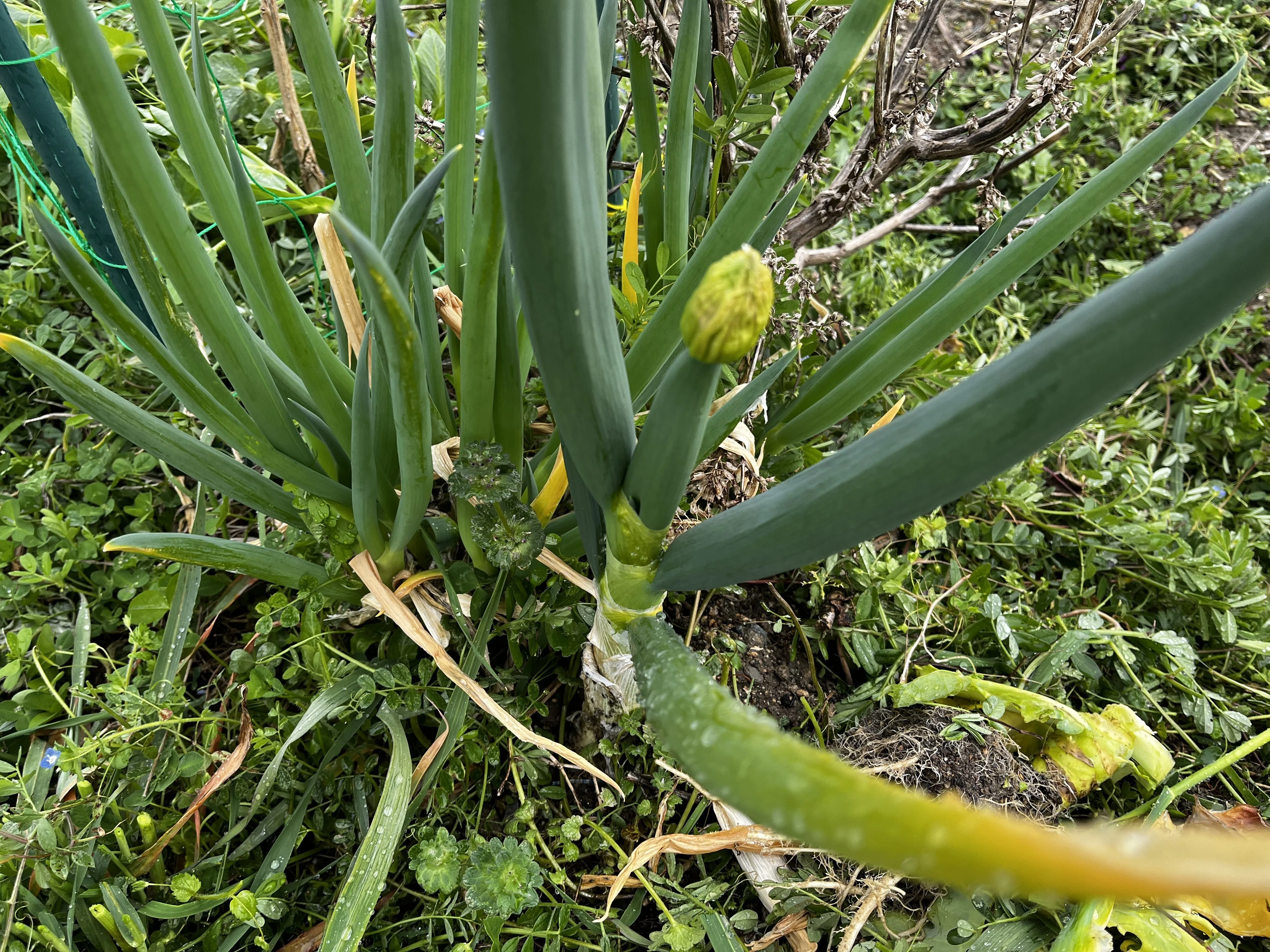 家庭菜園レシピ】 捨てていませんか？春限定の贅沢おつまみ「葱坊主