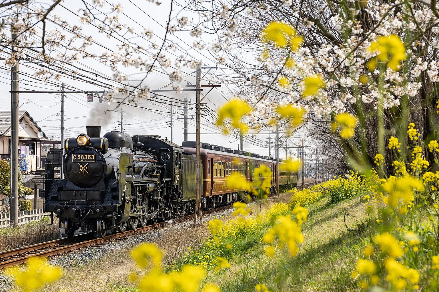 v254, 秩父鉄道：桜とSL （2026年）｜ひろやん