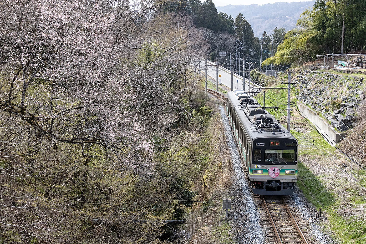v254, 秩父鉄道：桜とSL （2026年）｜ひろやん