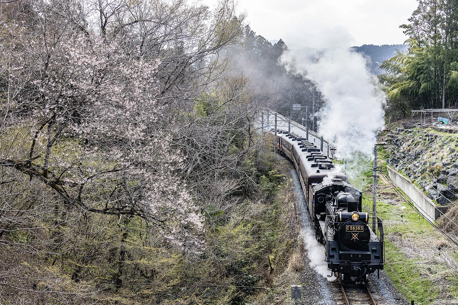 v254, 秩父鉄道：桜とSL （2026年）｜ひろやん