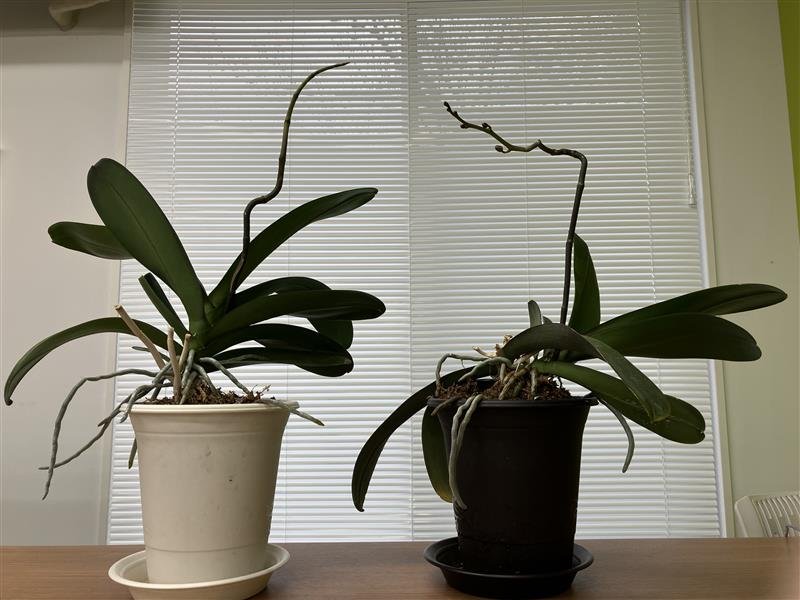 三陽工業広報課 胡蝶蘭レポート