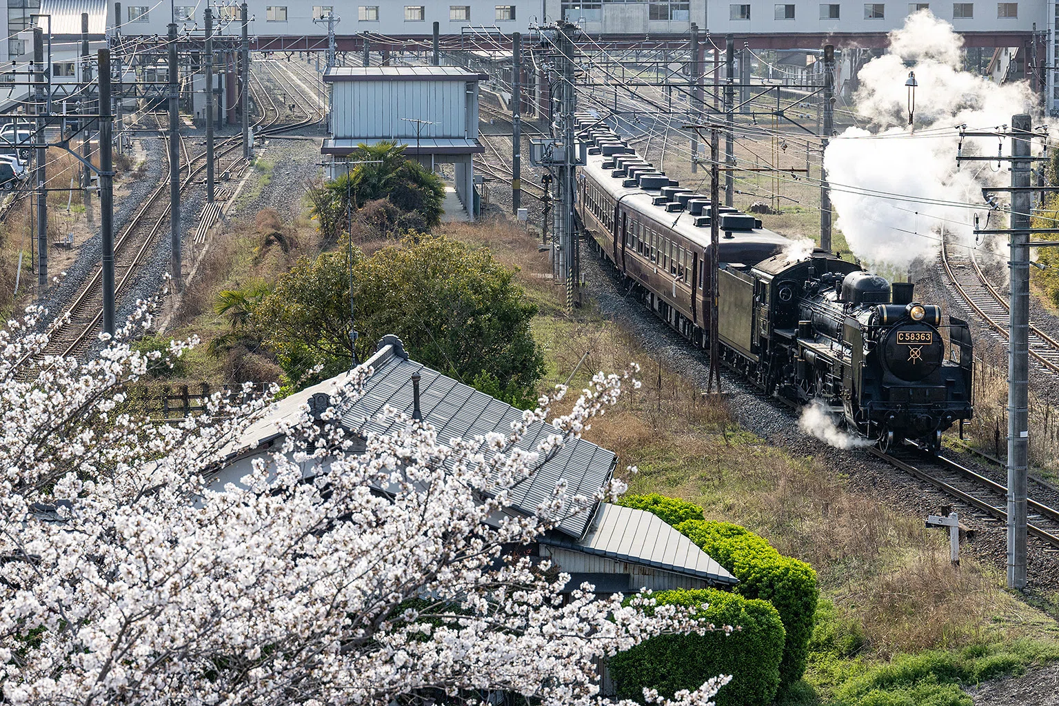 v254, 秩父鉄道：桜とSL （2026年）｜ひろやん