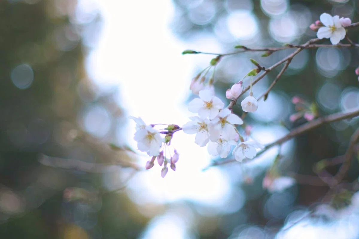 桜