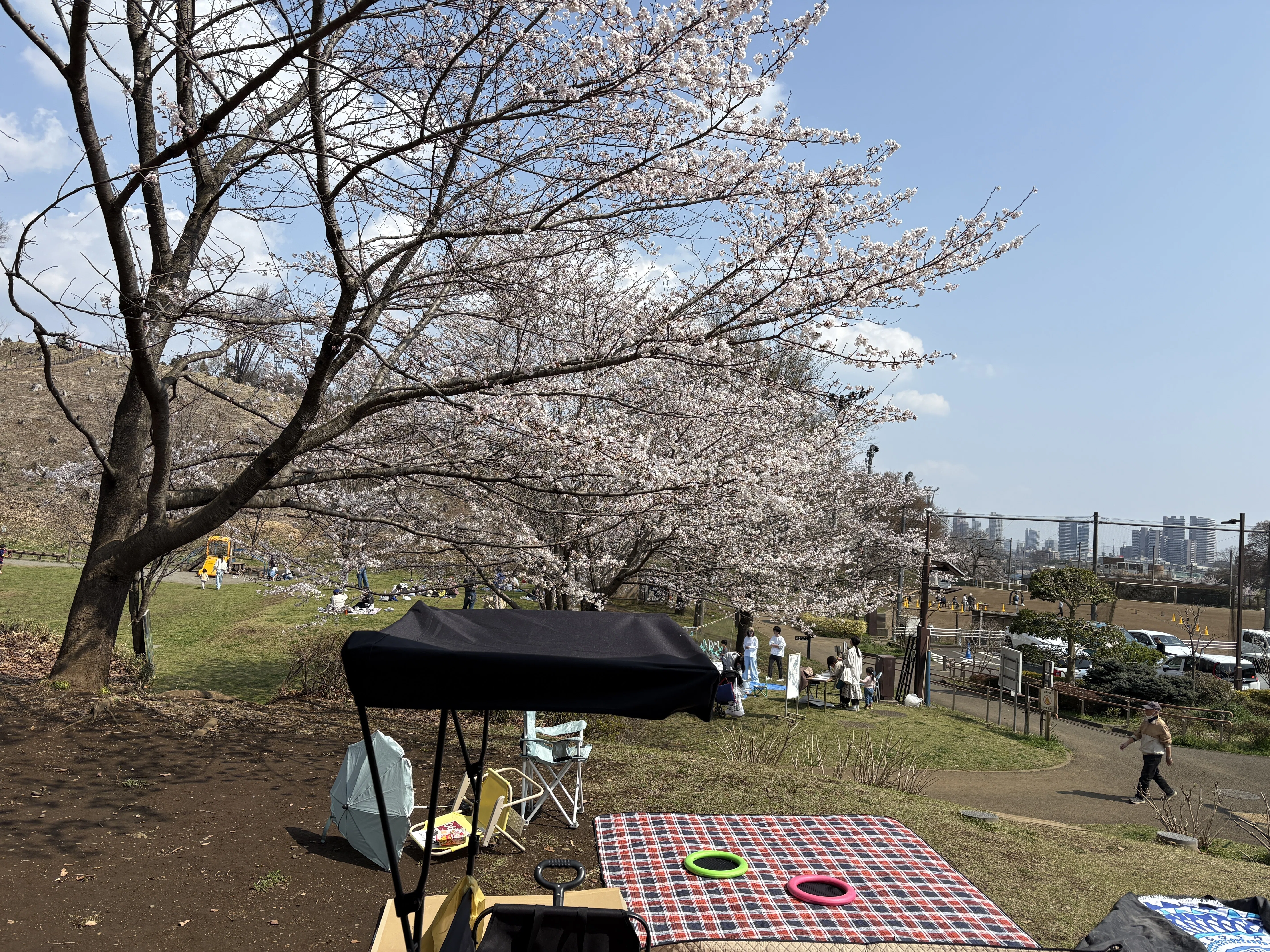 お花見(2026.3.29)｜NAKADA Shugo