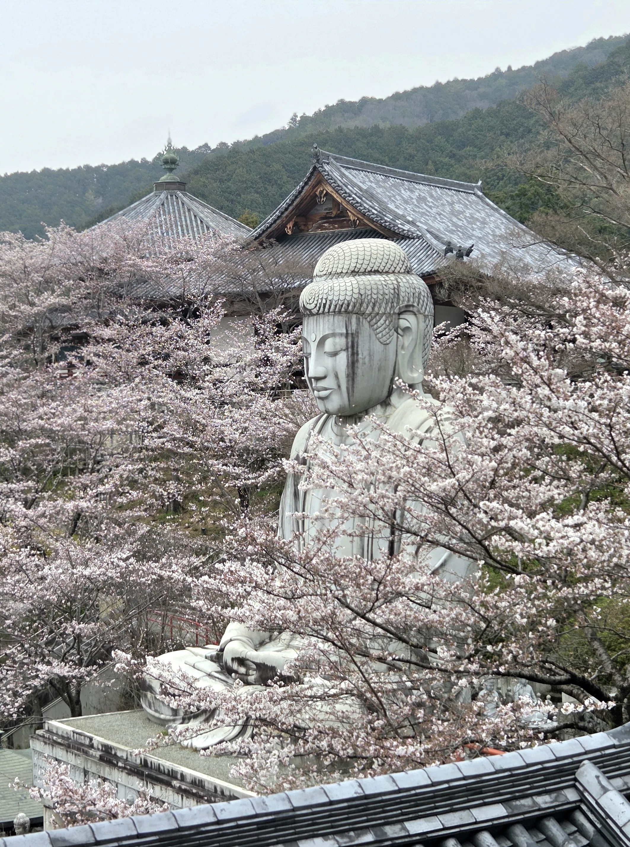壷阪寺の大雛曼荼羅と桜大仏🌸｜ひばりん