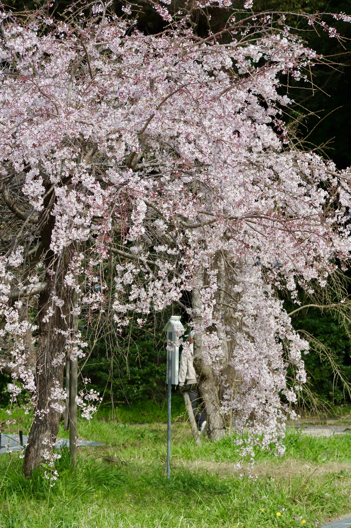 焦らすソメイヨシノ🌸PENTAX K-3と|ひさし