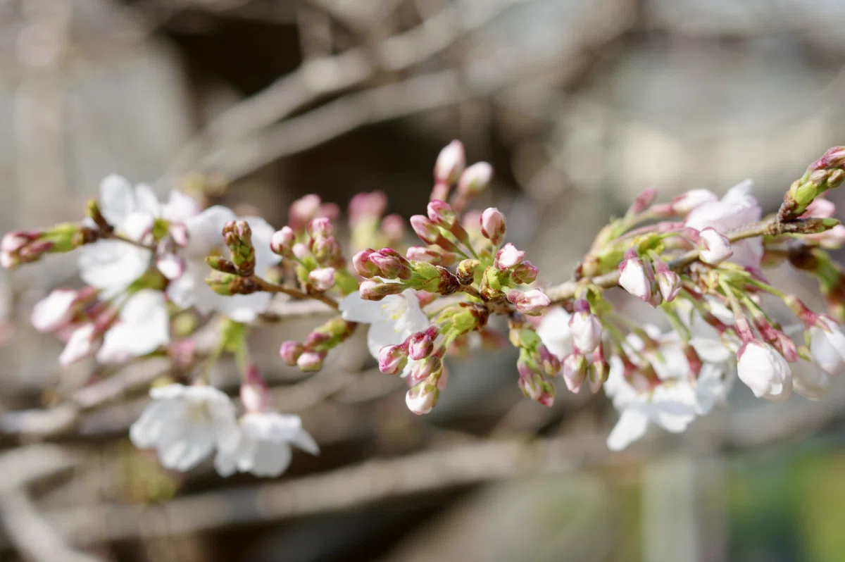 焦らすソメイヨシノ🌸PENTAX K-3と|ひさし