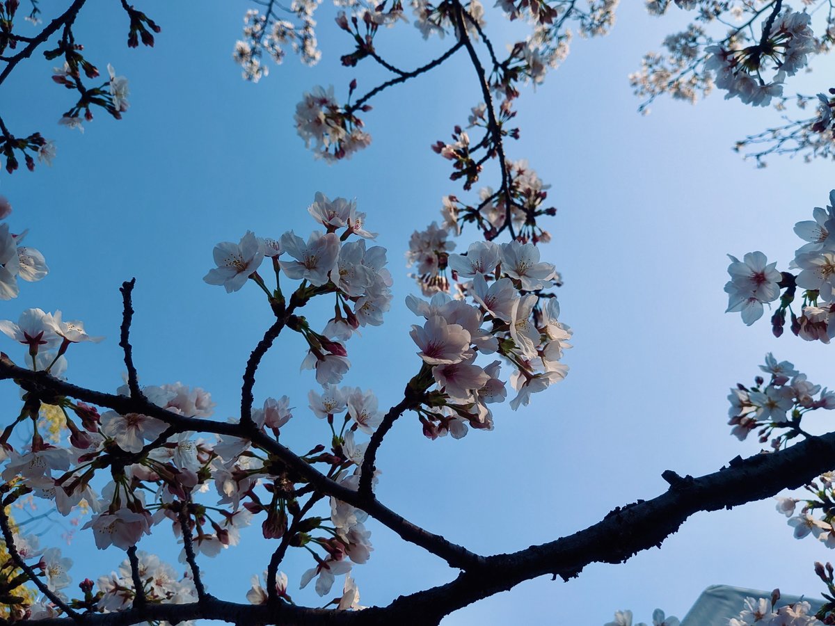 代々木公園の桜。青空を背景にピンクの花びらが枝についている。