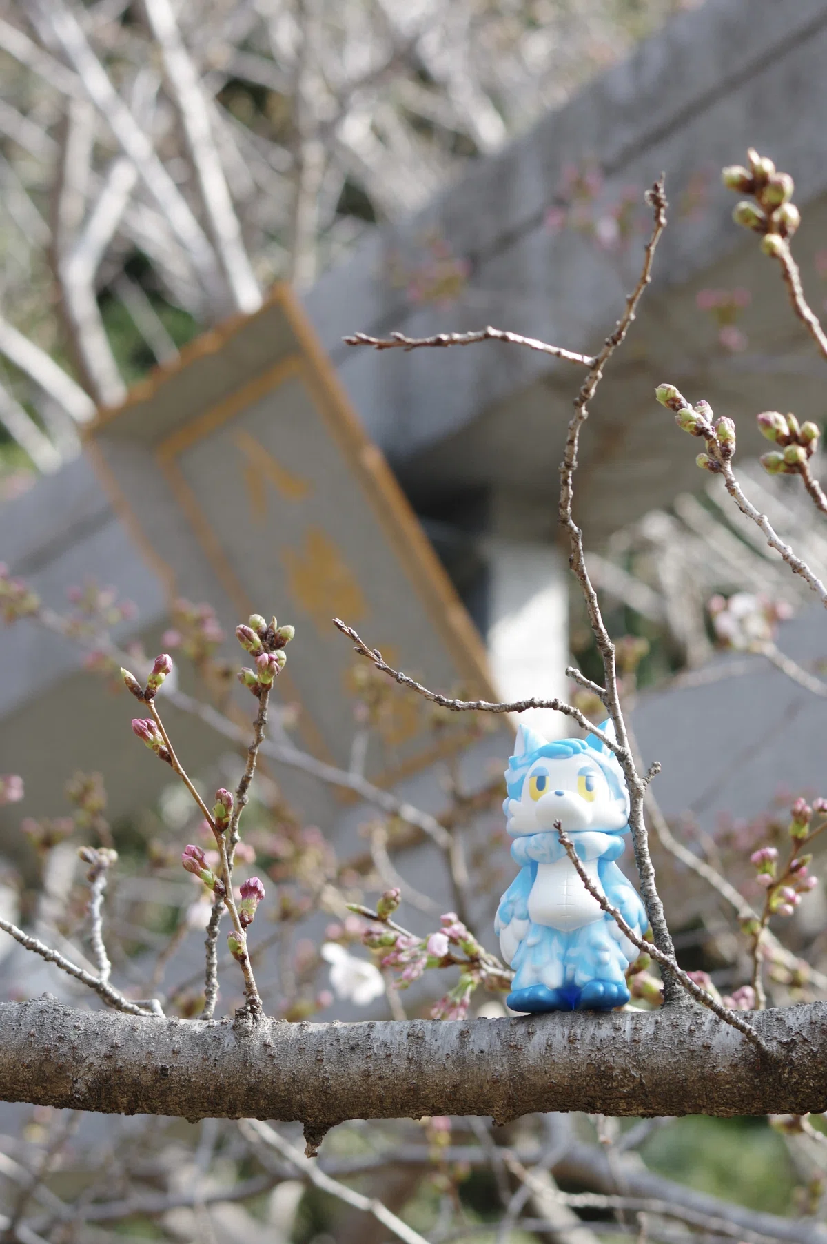 焦らすソメイヨシノ🌸PENTAX K-3と|ひさし