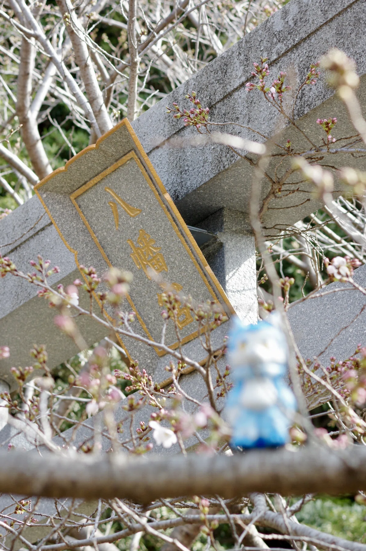焦らすソメイヨシノ🌸PENTAX K-3と|ひさし