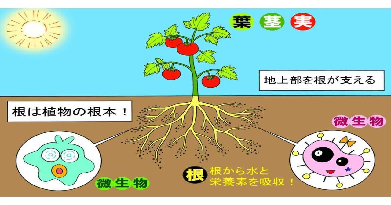 Why Plants Grow Toward the Light｜SOKENSHA Mineral