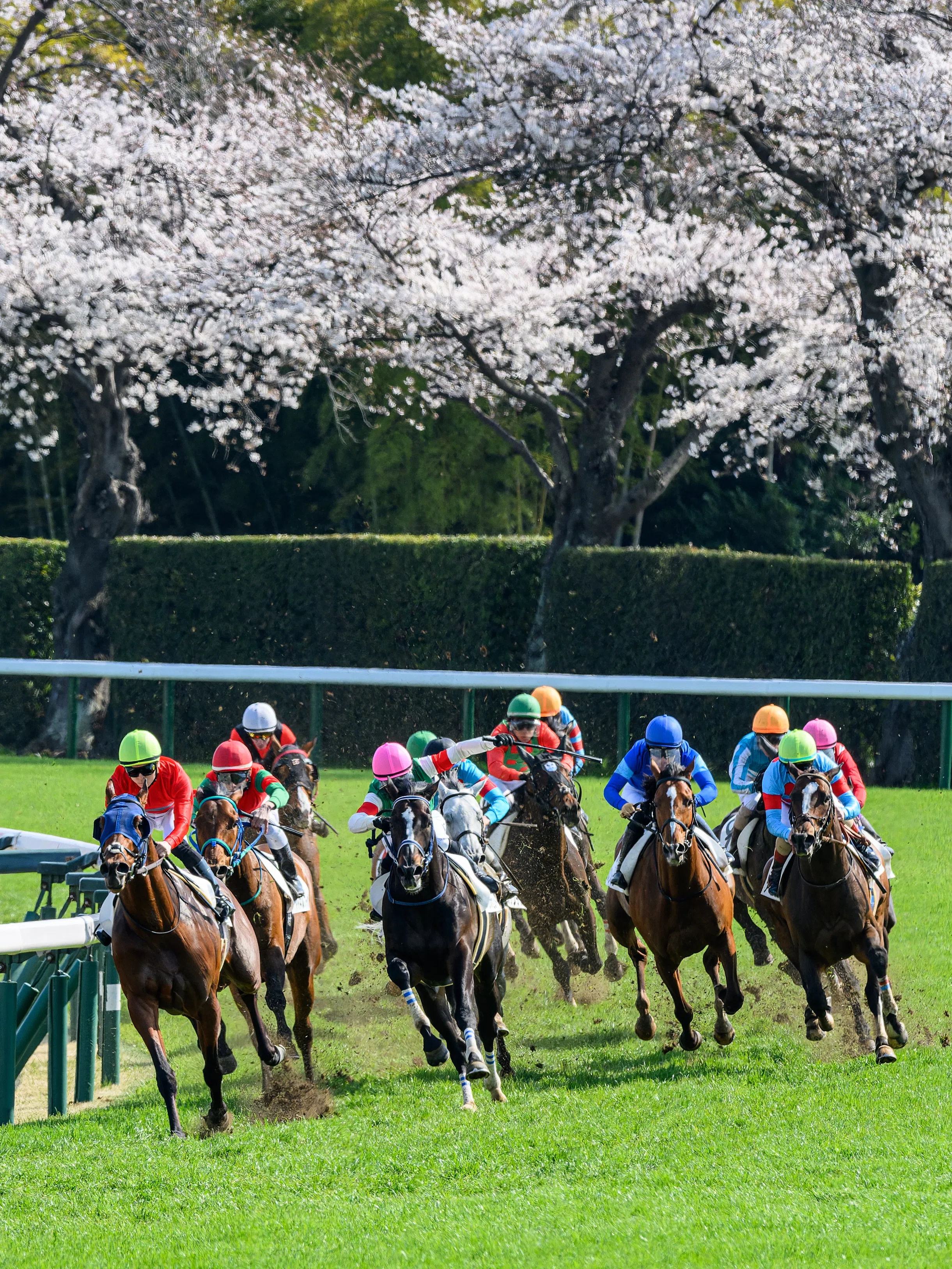 60 桜を背負って春の競馬撮影｜NIKKOR Z 180-600mm f/5.6-6.3 VR｜ユウキ