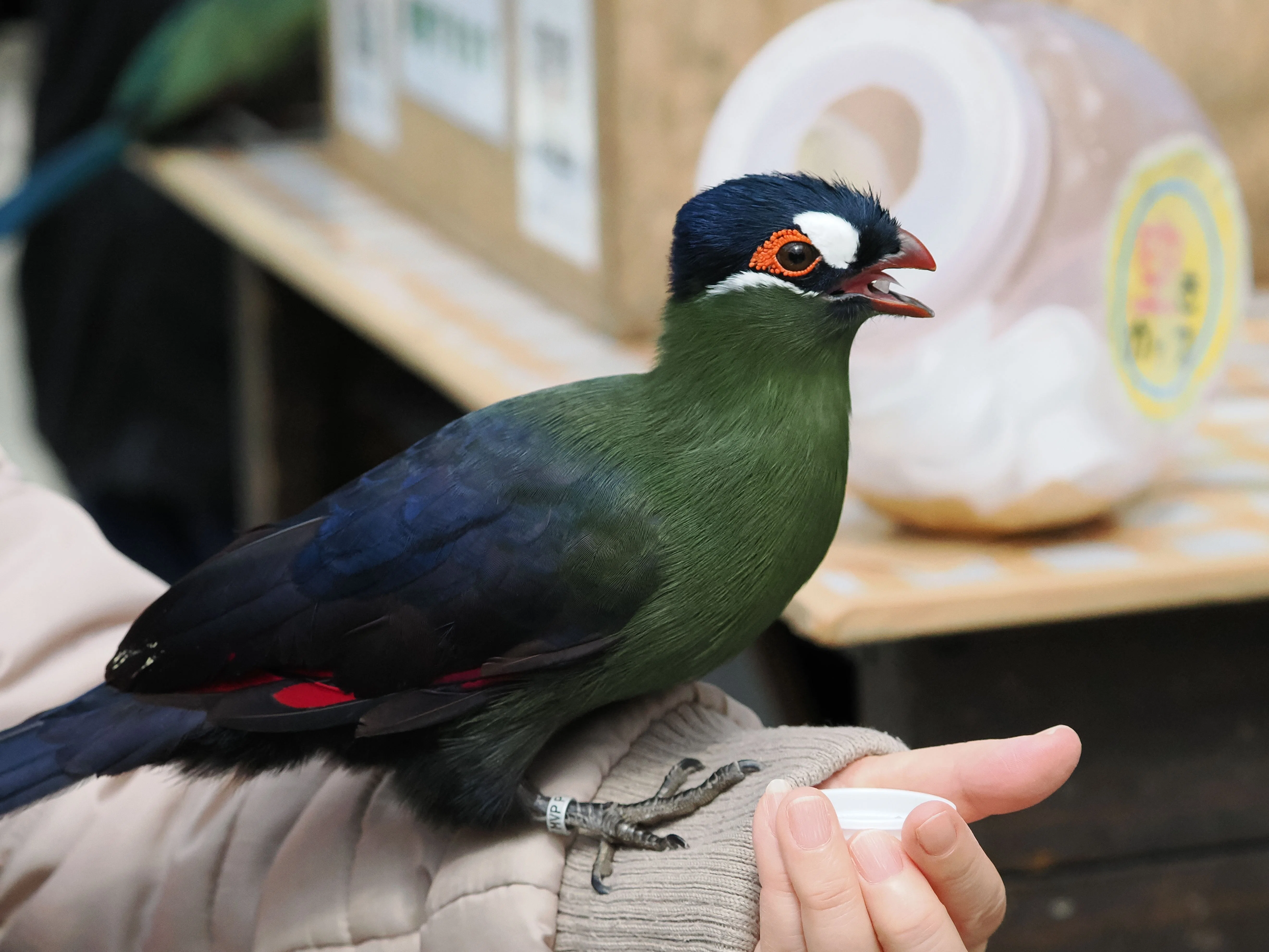 半円型の短めの冠羽が特徴│オウカンエボシドリ Hartlaub's Turaco