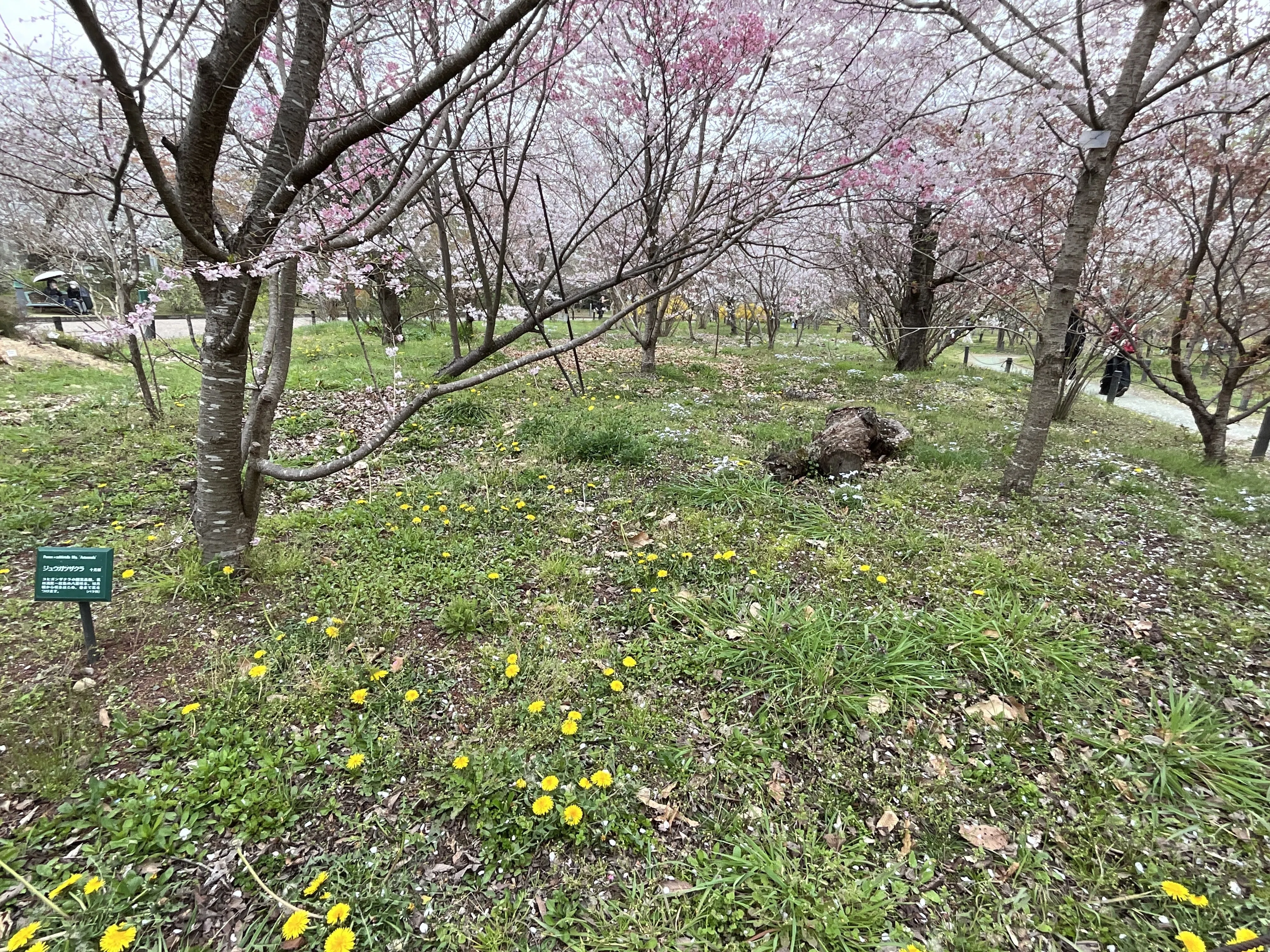 ハナニラが美しい（京都府立植物園）：2026年3月29日（日）｜藤井秀昭