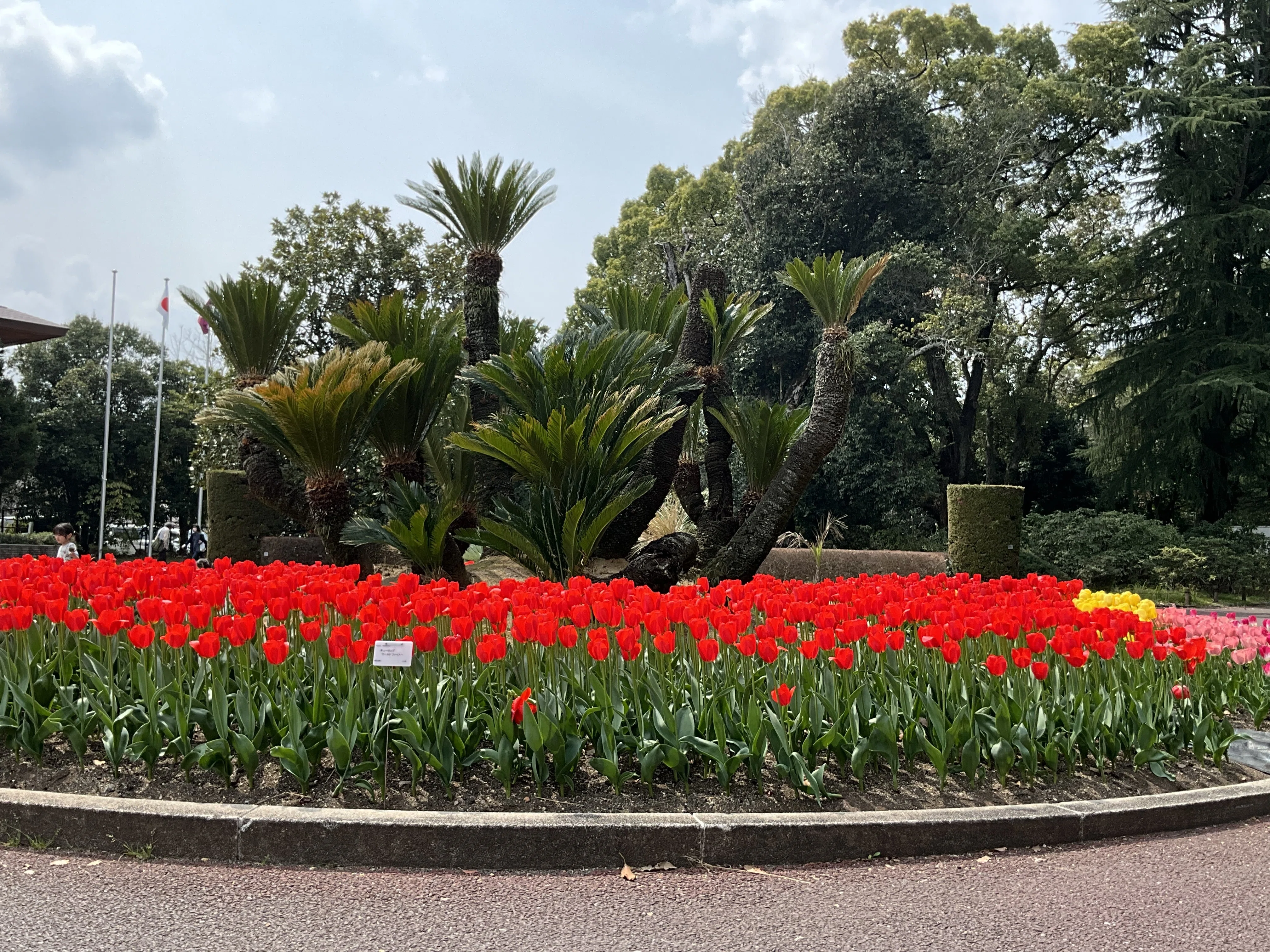 ソテツ（京都府立植物園）No.73：2026年3月29日（日）｜藤井秀昭