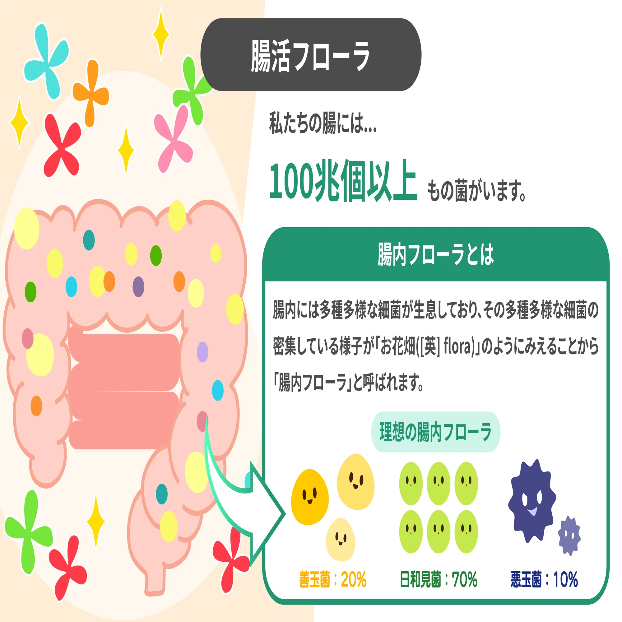専門医が解説】「腸活」の正解は一つじゃない。あなたのお腹に合わせた