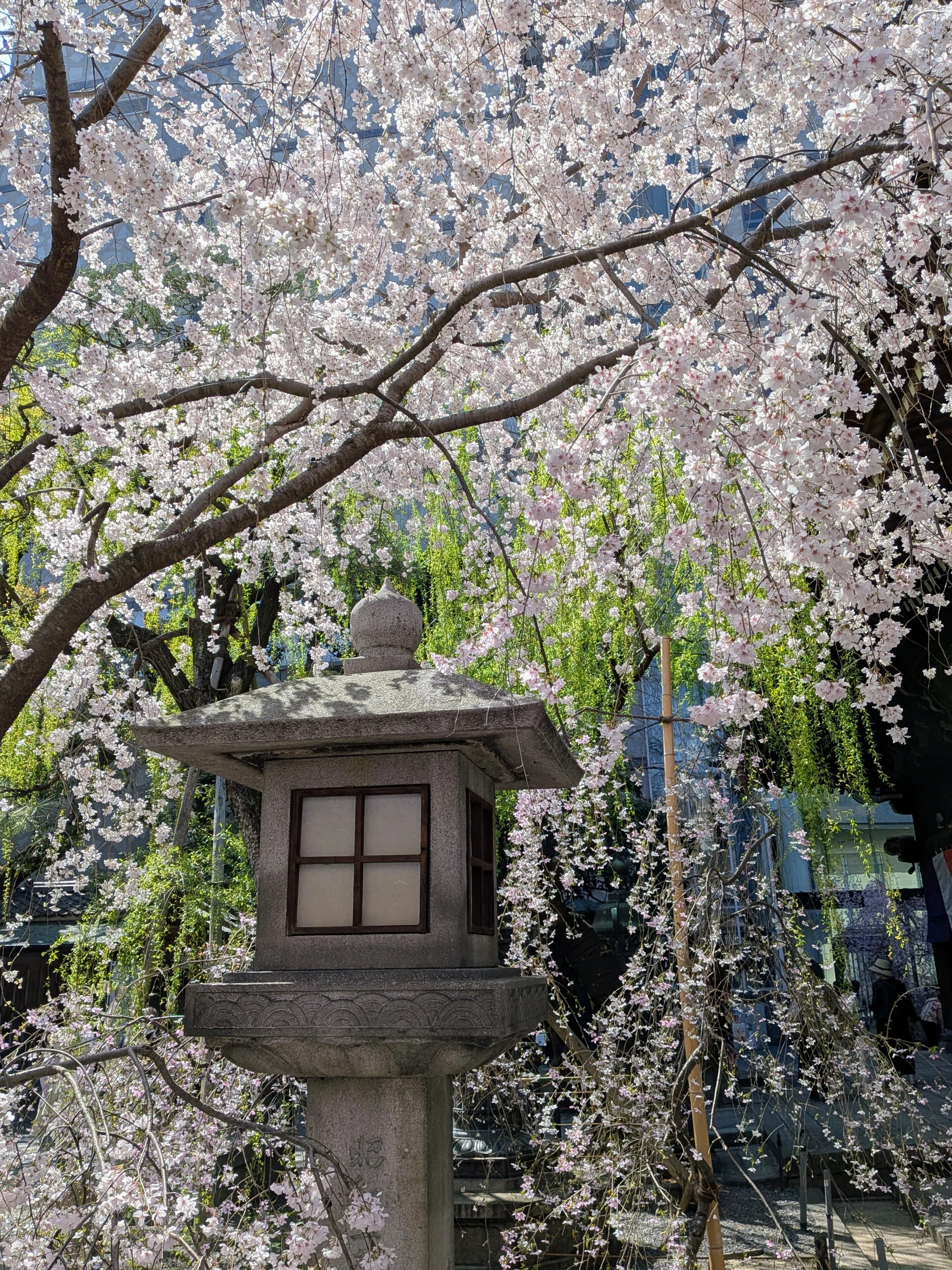六角堂 観桜 2026｜一花幻