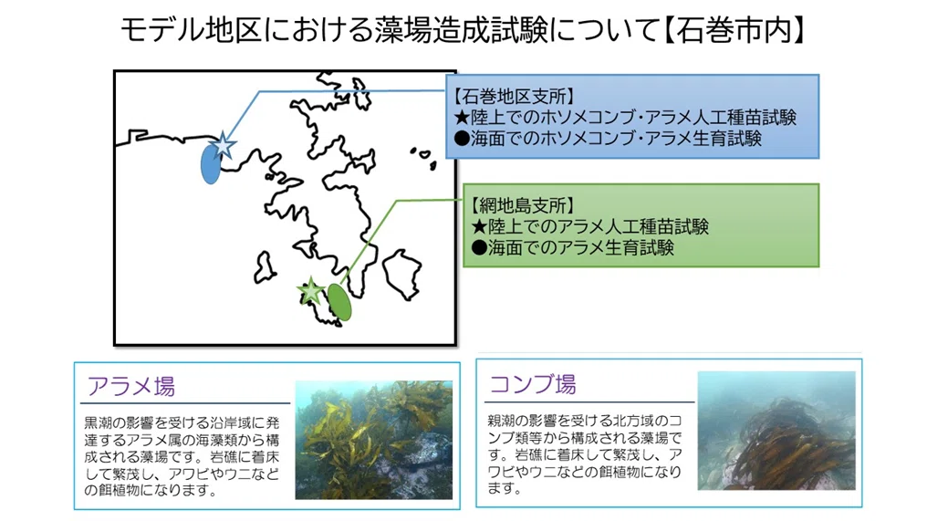 2025年度】宮城県石巻市内での藻場造成実践レポート｜宮城ブルー