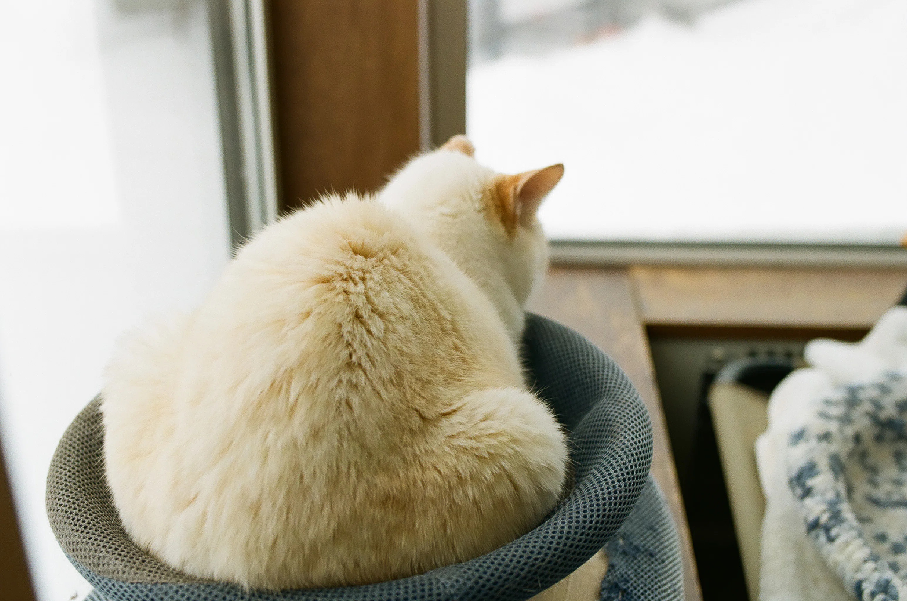 フィルムカメラとうちのねこ #38｜tabatak