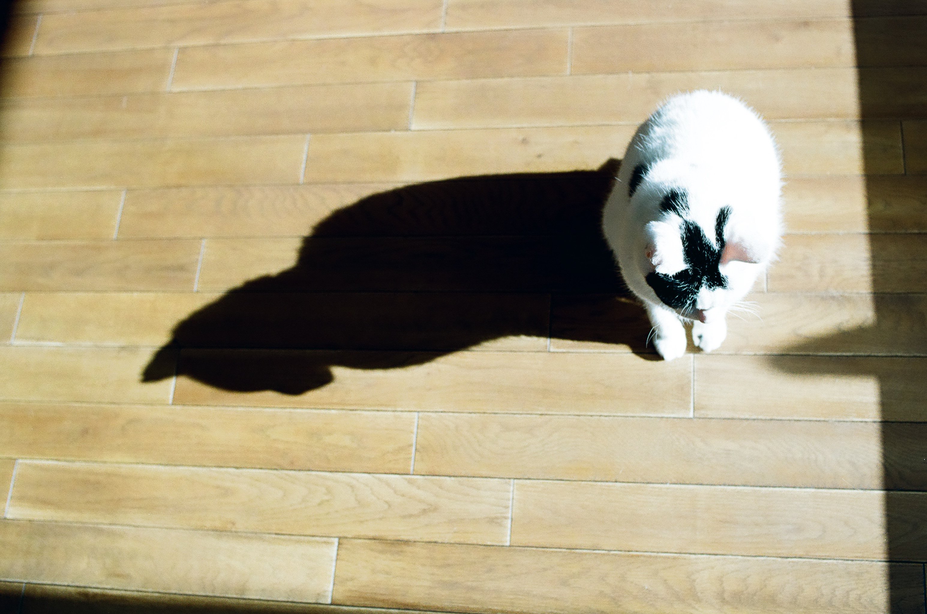 フィルムカメラとうちのねこ #38｜tabatak