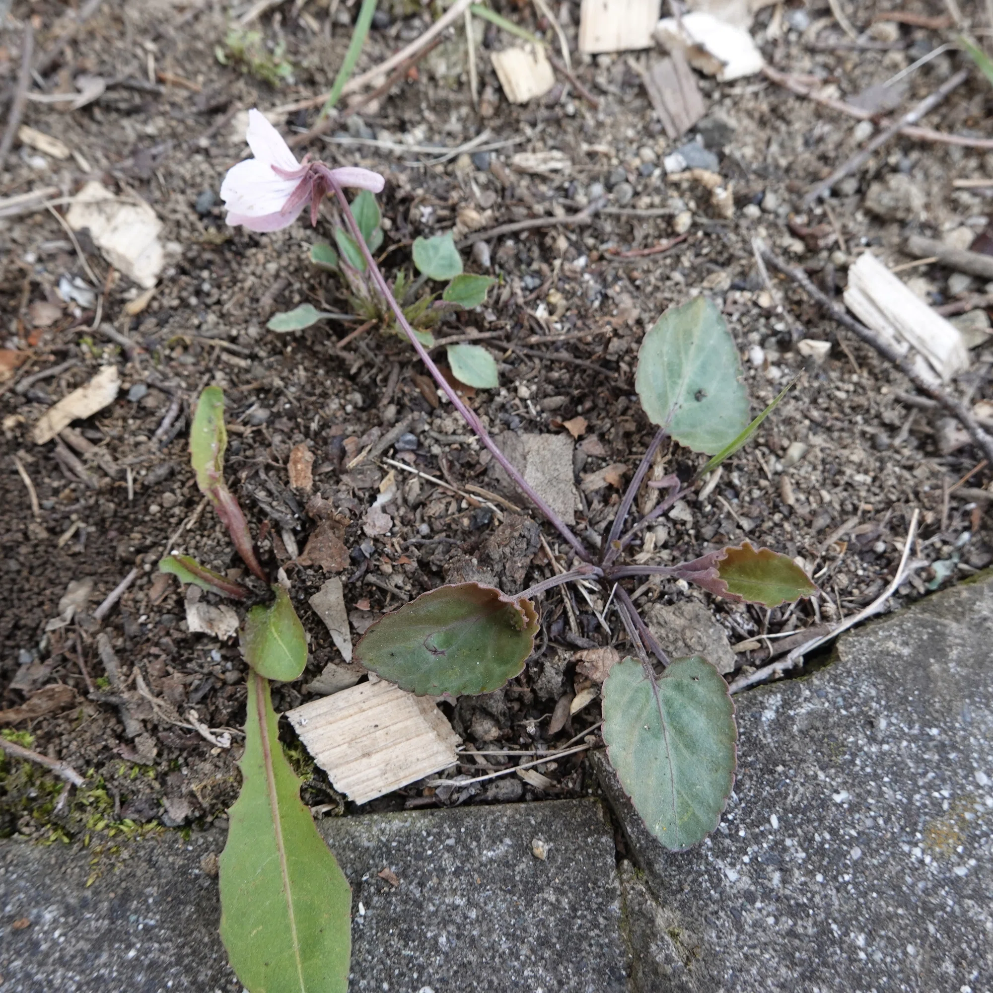 Viola variegatanote  Violets of Japan
