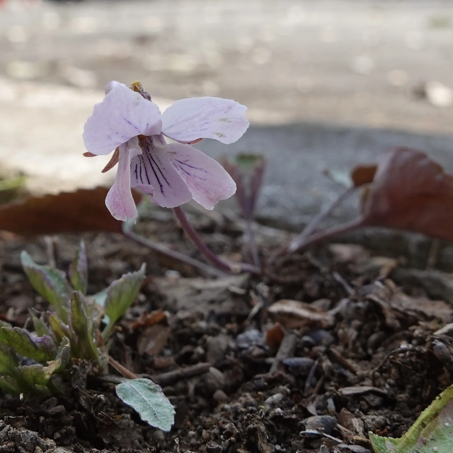 ゲンジスミレ Viola variegata｜noteスミレの部屋 – Violets of Japan