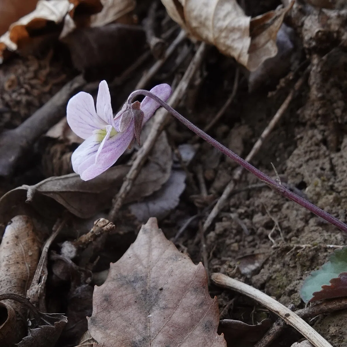 Viola variegatanote  Violets of Japan