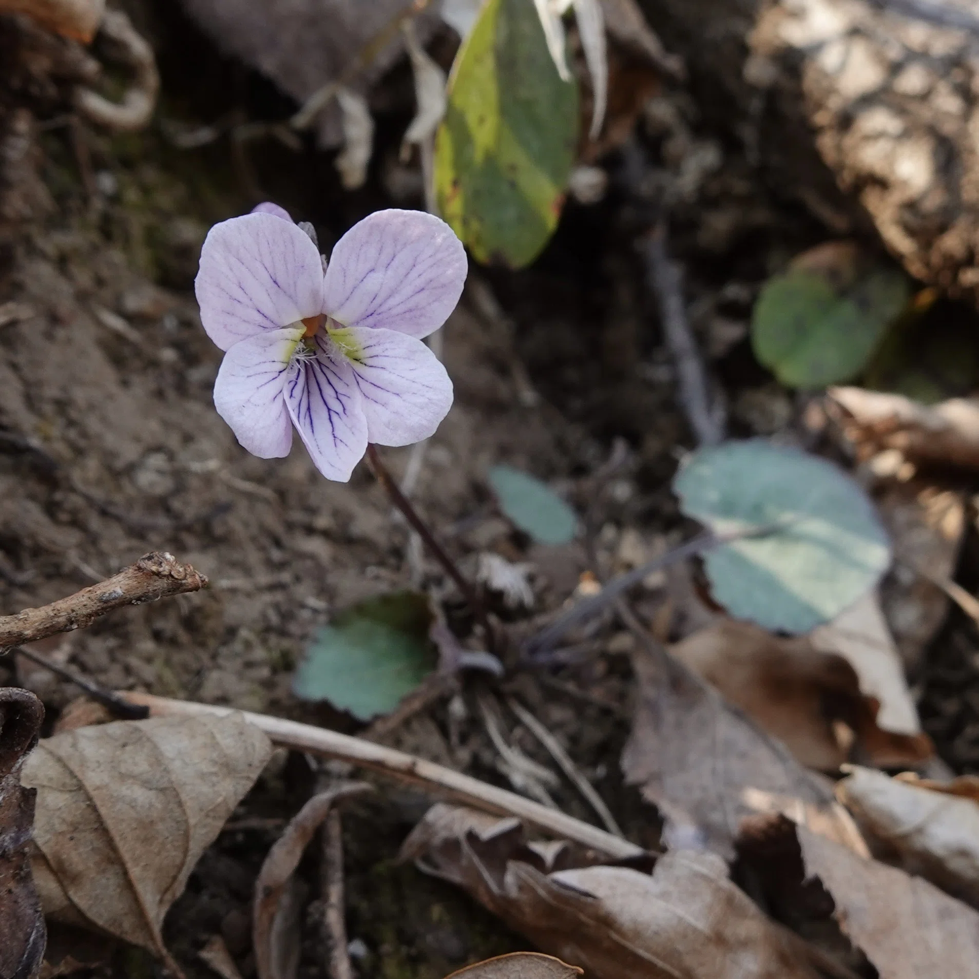 ゲンジスミレ Viola variegata｜noteスミレの部屋 – Violets of Japan
