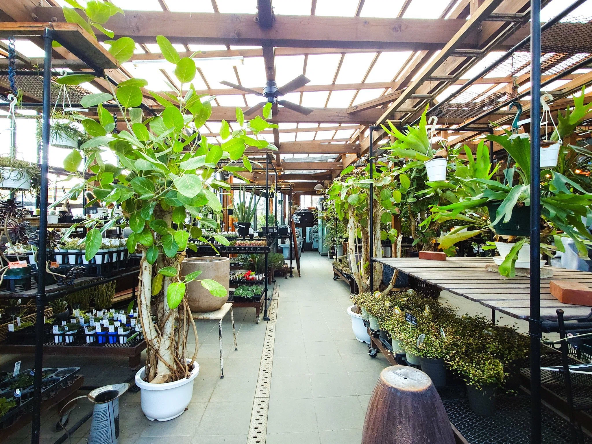 口コミで広まる、知る人ぞ知る穴場園芸店｜沼ノ上農園（埼玉・南浦和