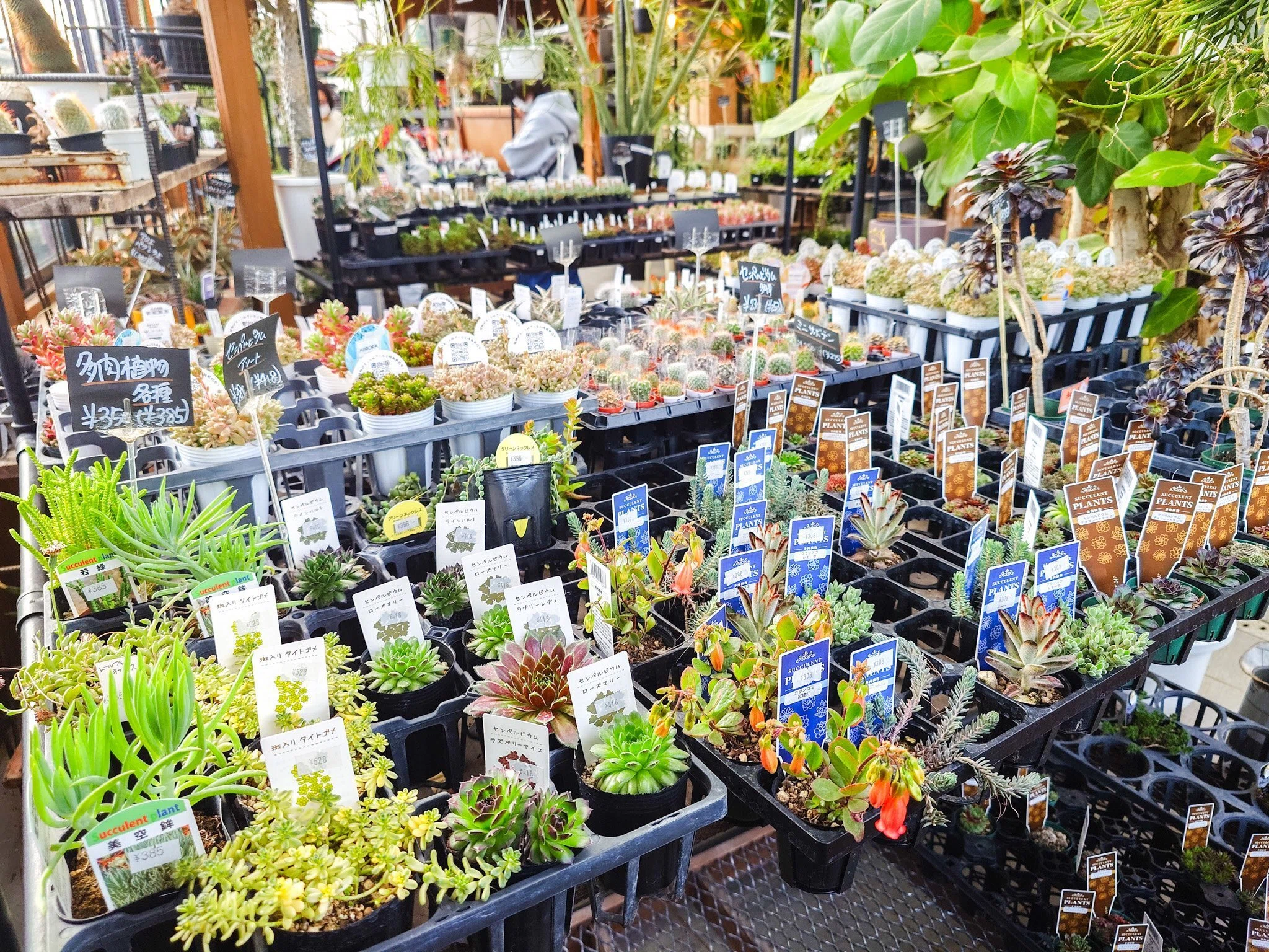 口コミで広まる、知る人ぞ知る穴場園芸店｜沼ノ上農園（埼玉・南浦和