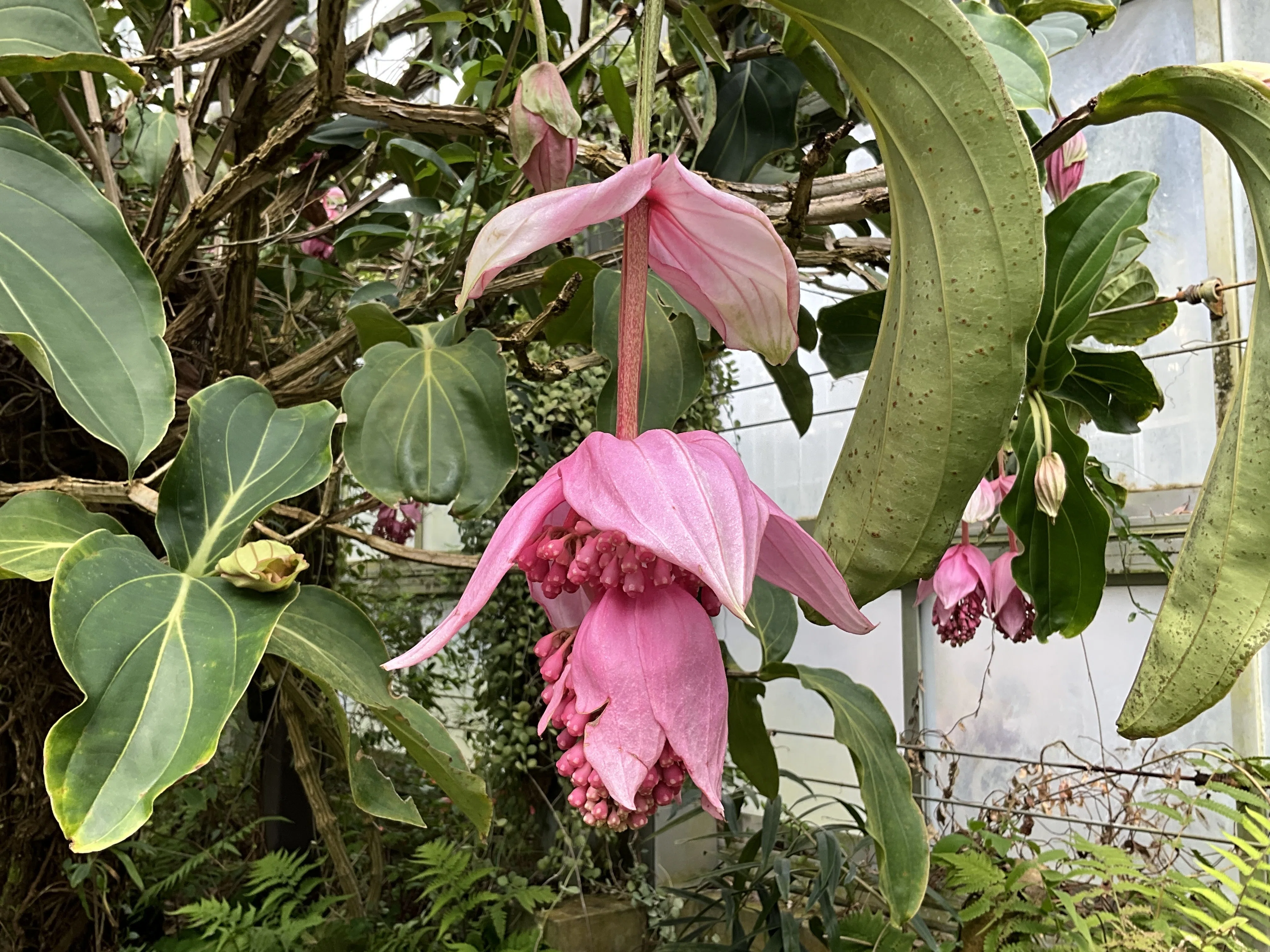 メディニラ・マグニフィカ（京都府立植物園）：2026年3月30日（月