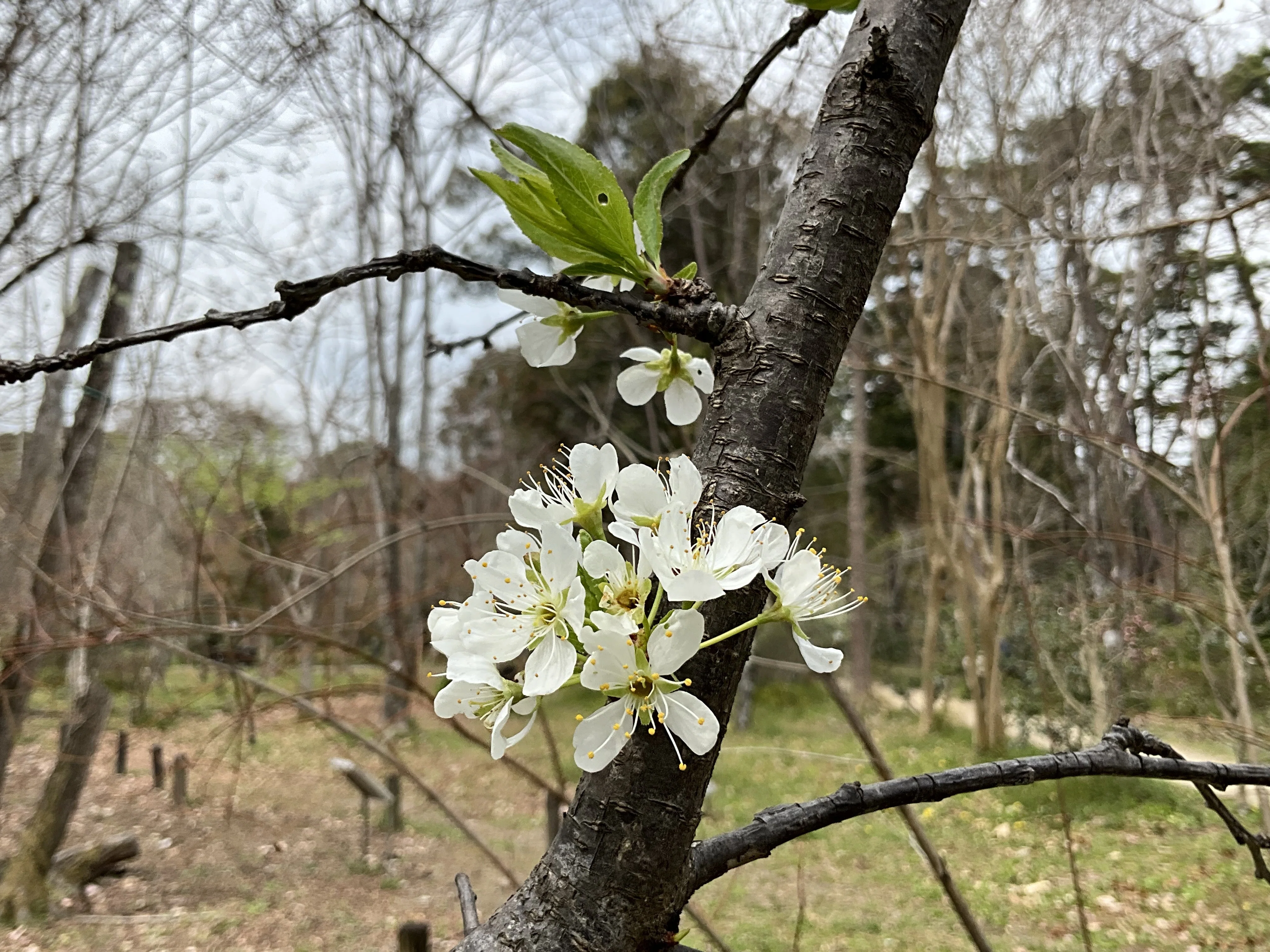 スモモ（京都府立植物園）：2026年3月30日（月）｜藤井秀昭（『京都