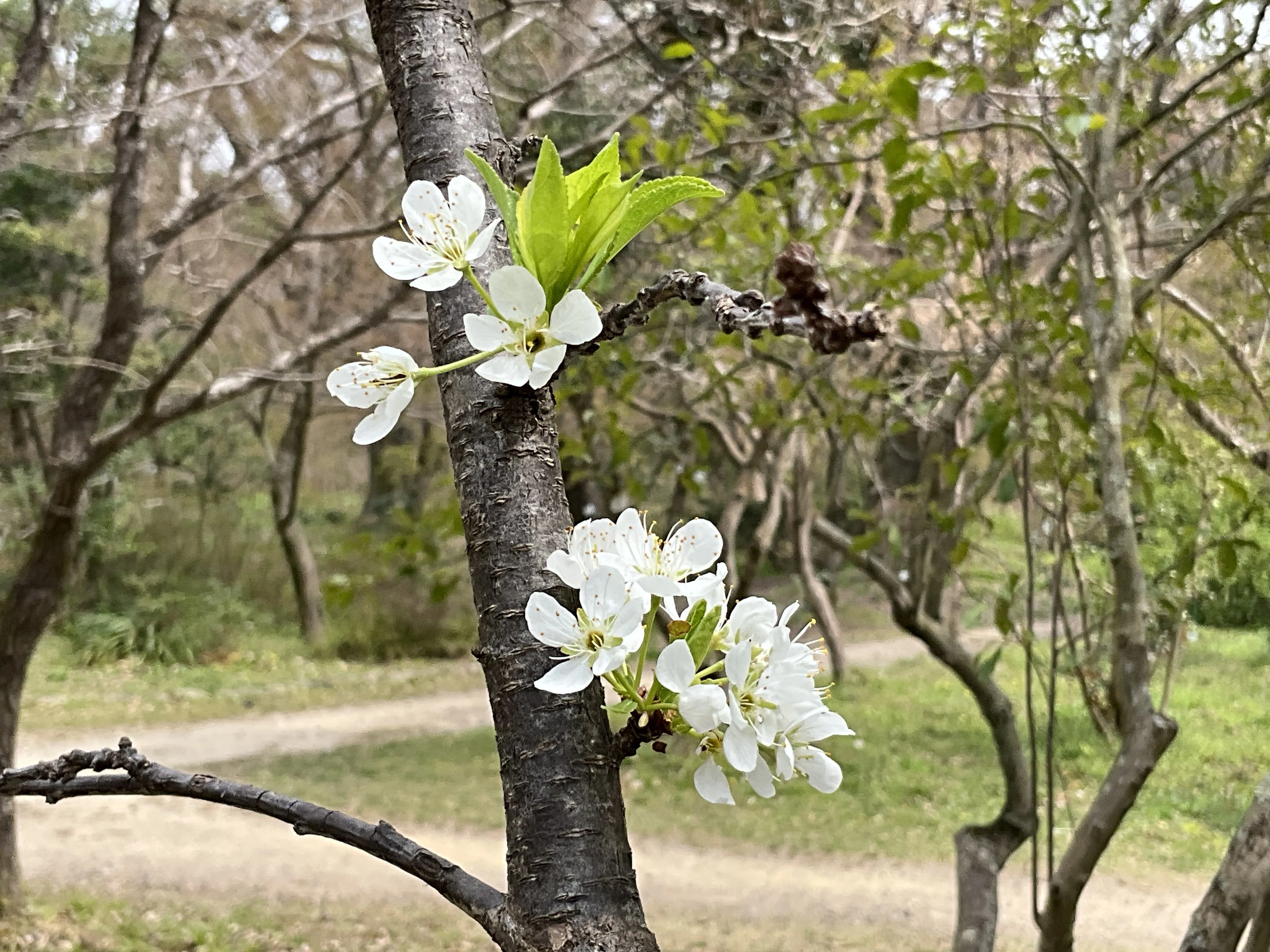スモモ（京都府立植物園）：2026年3月30日（月）｜藤井秀昭（『京都
