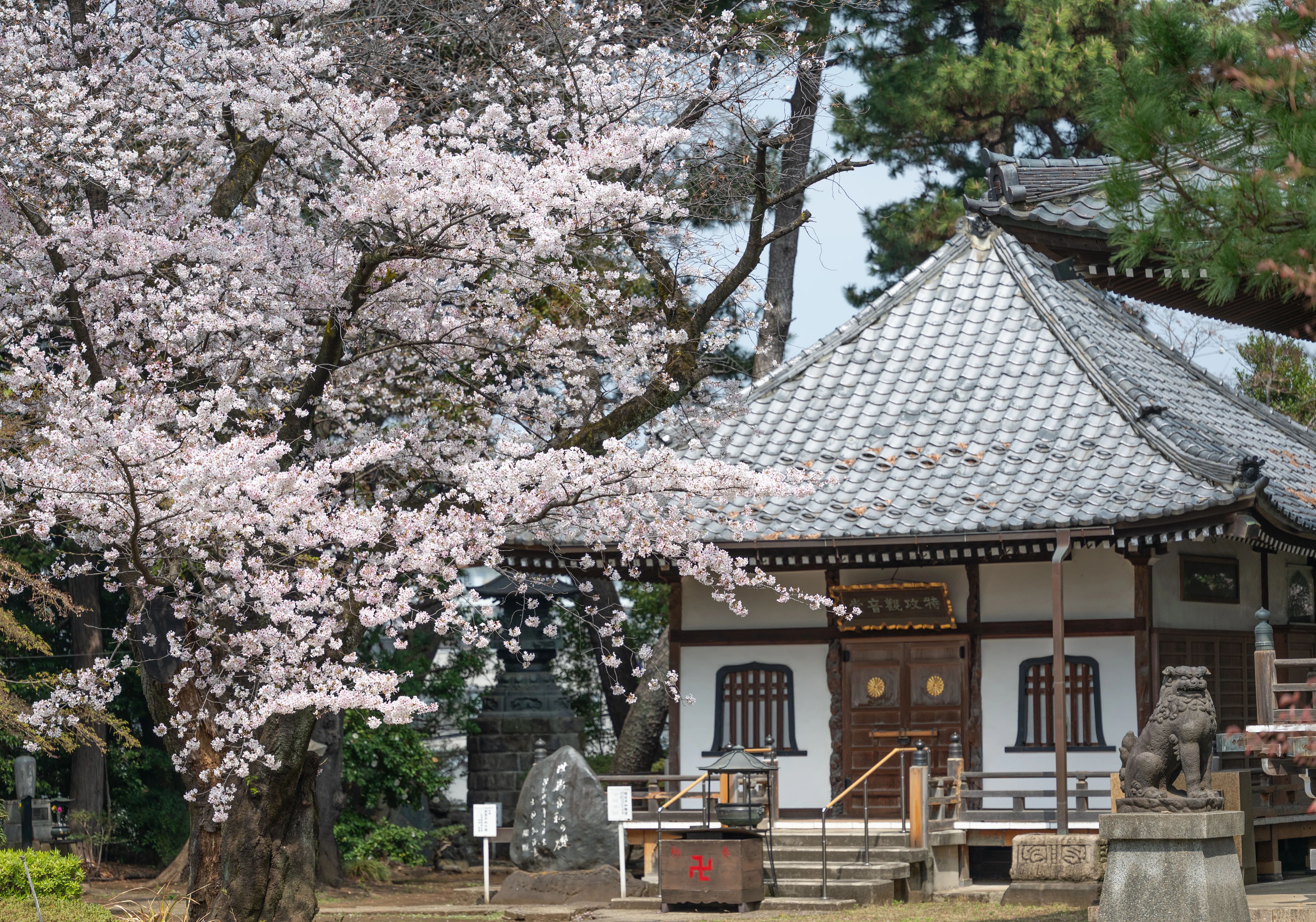 桜（東京2）：NIKKOR Z MC 105mm f/2.8 VR S｜@infinity.909