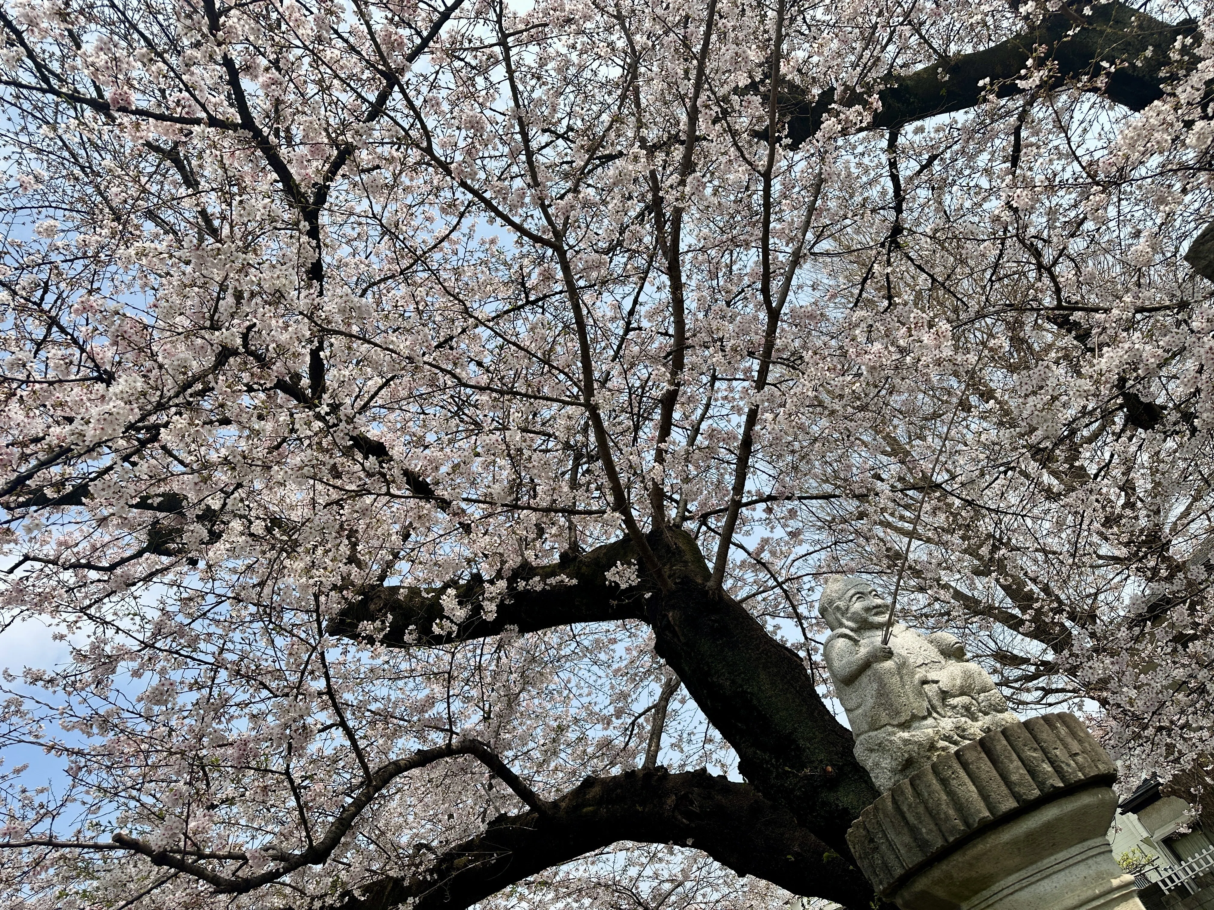 桜花 Zの桜 （Z9 : AF-S NIKKOR 70-200mm f/2.8E FL ED VR x1.4） もうZ9は